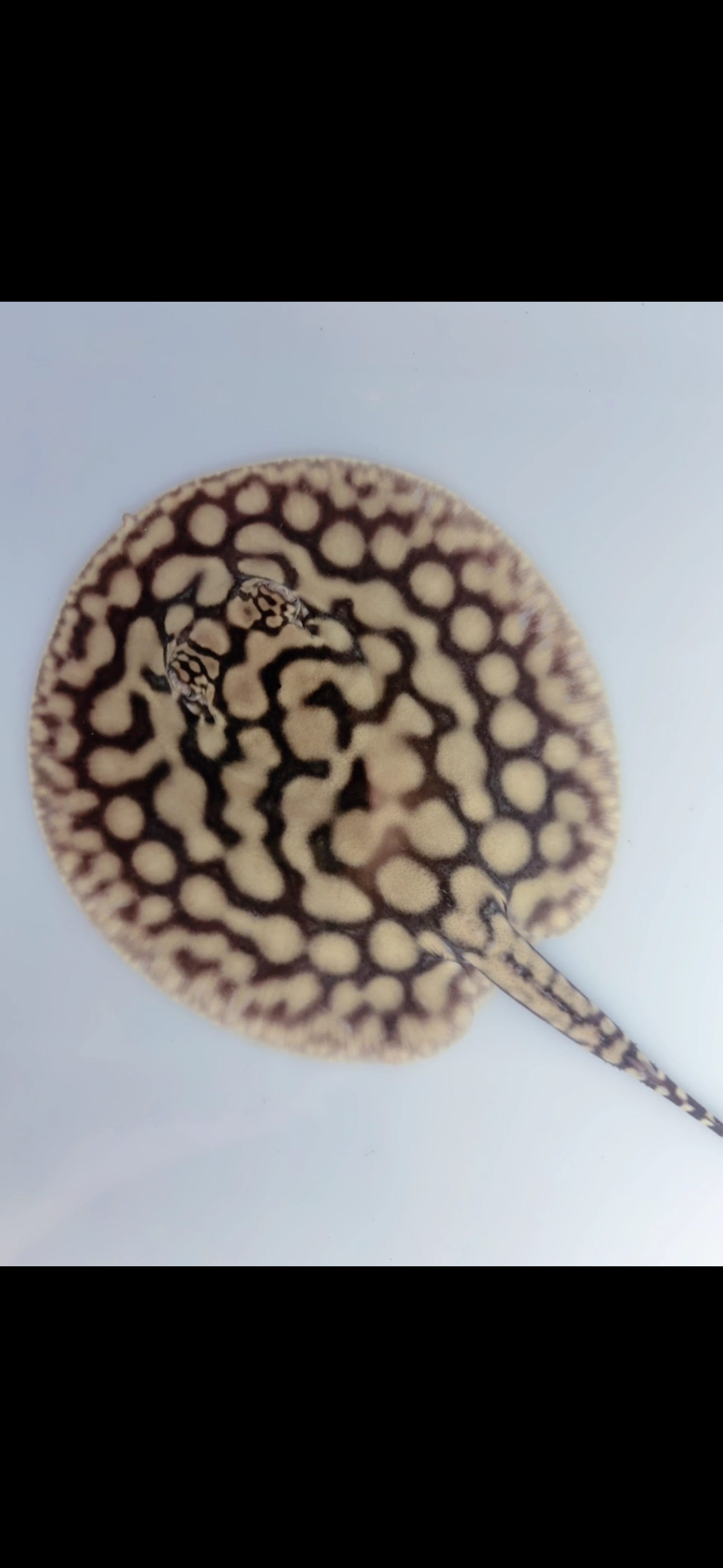 Freshwater stingray key diamond redbase het female 5inch