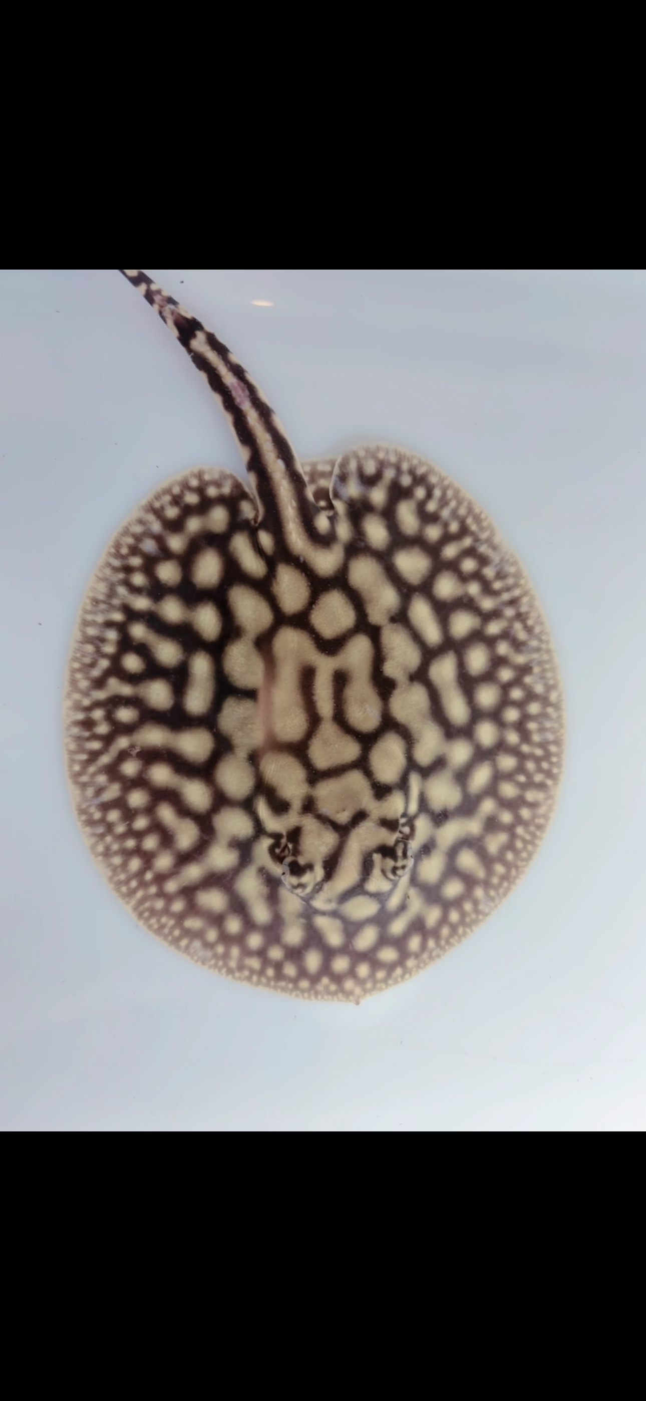 Freshwater stingray key diamond redbase het female 5inch