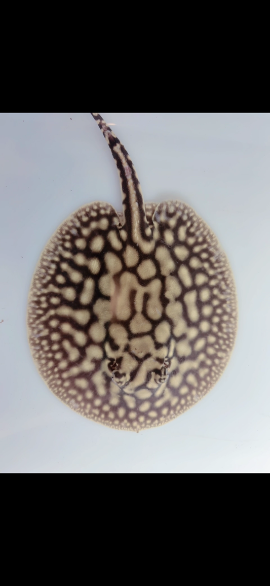 Freshwater stingray key diamond redbase het female 5inch