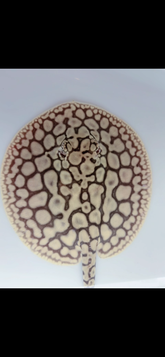 Freshwater stingray key diamond het male 6inch