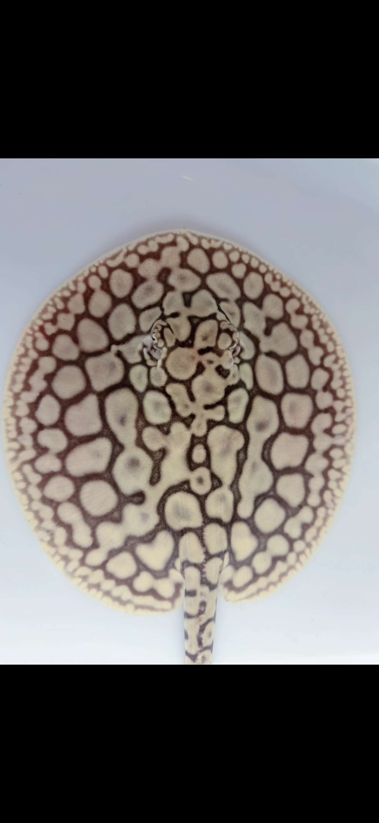 Freshwater stingray key diamond het male 6inch