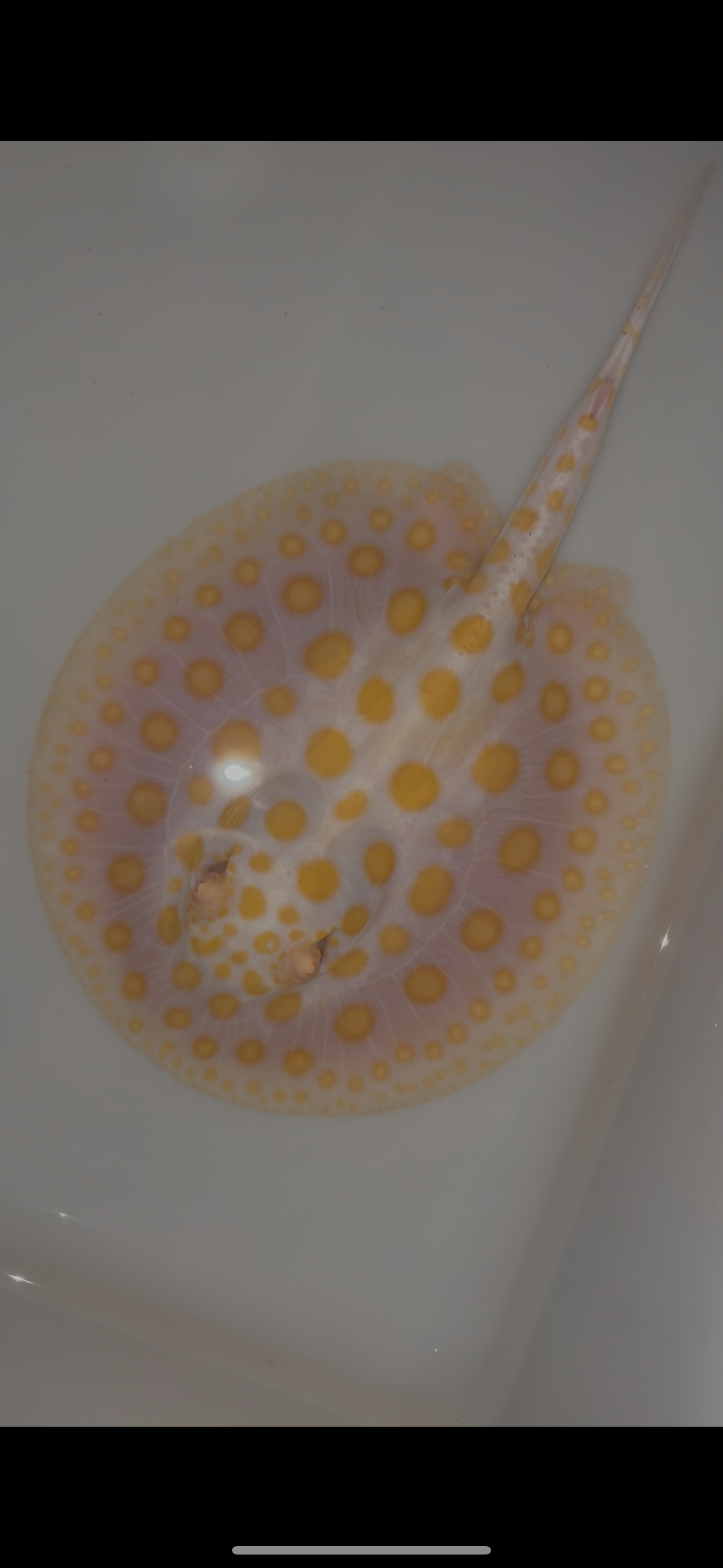 Freshwater stingray black diamond goldenbase albino with paddle tail male 6inch