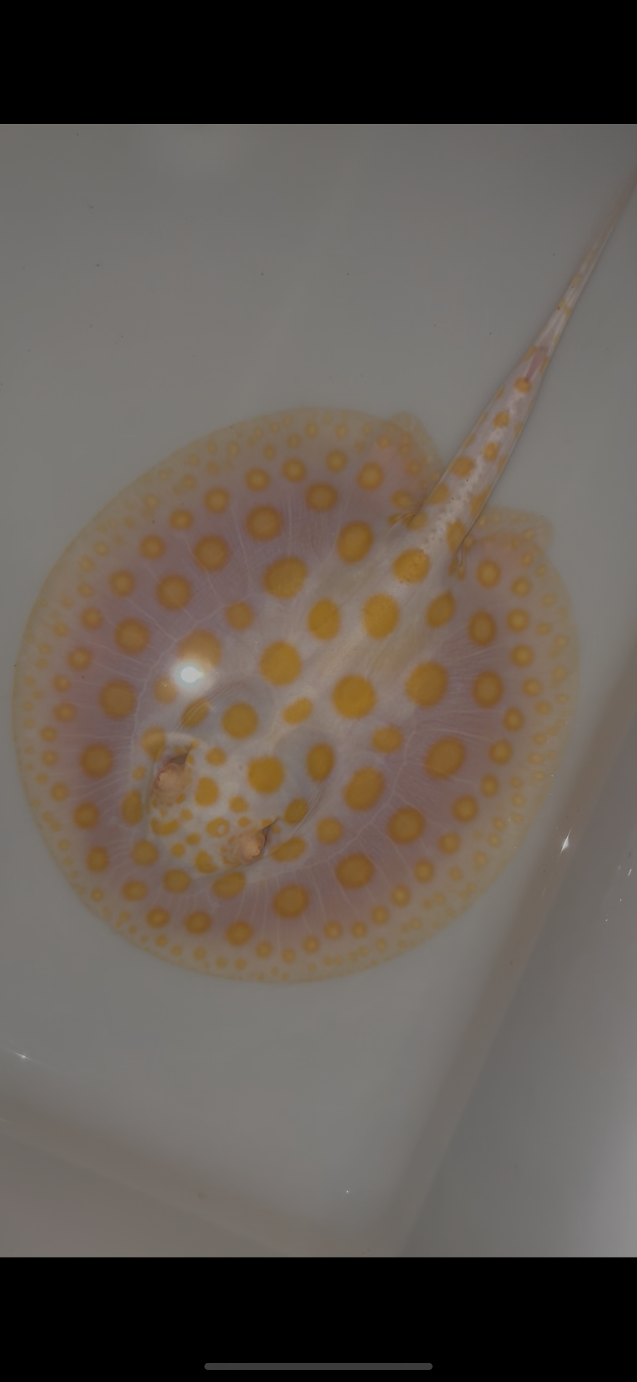 Freshwater stingray black diamond goldenbase albino with paddle tail male 6inch