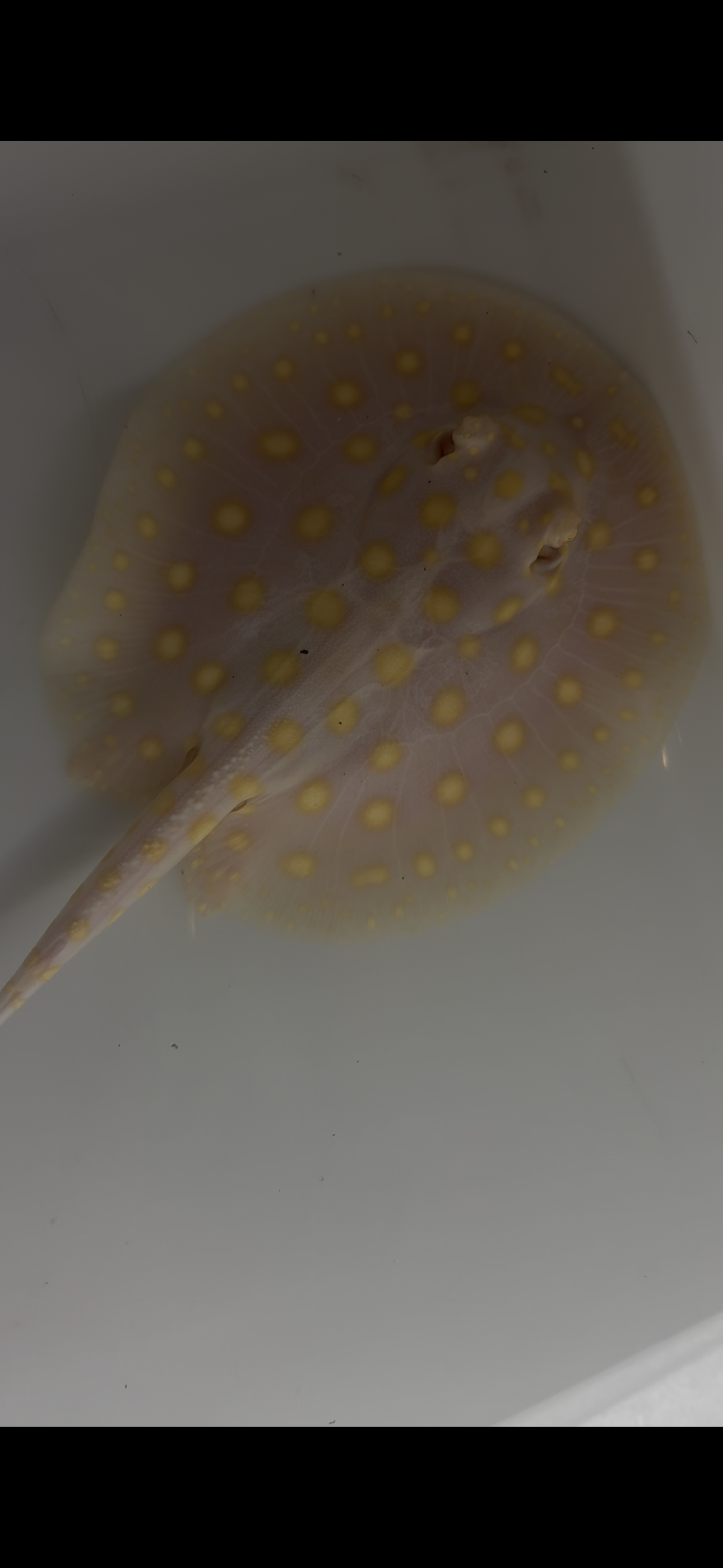 Freshwater stingray black diamond goldenbase albino with paddle tail male 6inch