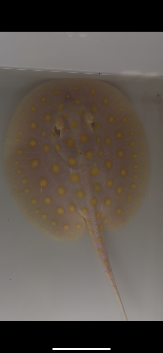 Freshwater stingray black diamond goldenbase albino with paddle tail male 6inch