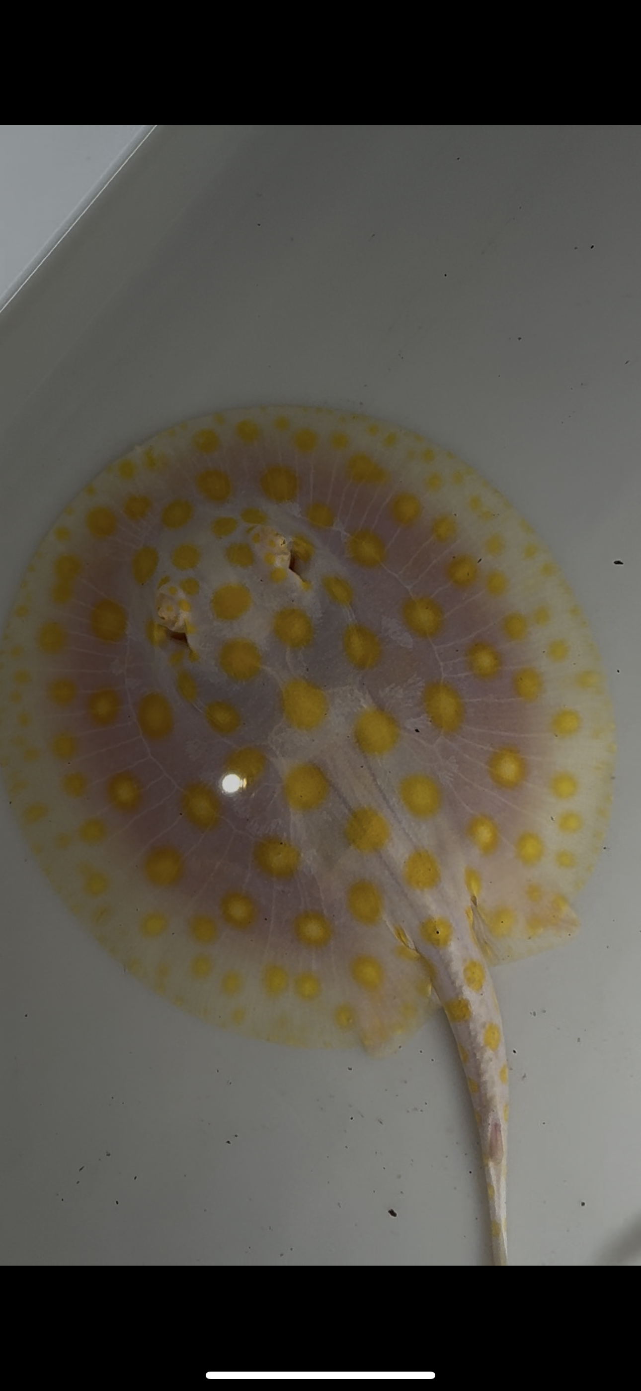 Freshwater stingray black diamond goldenbase albino with paddle tail female 6inch