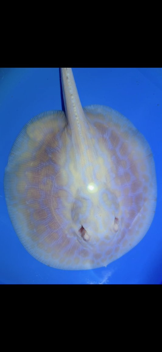 Freshwater Stingray GoldenBase Hybrid Albino Female 1