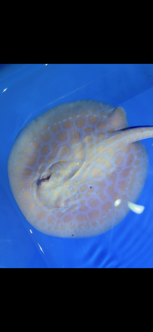 Freshwater Stingray GoldenBase Hybrid Albino Female 2