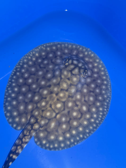 Freshwater Stingray P14 Male 1