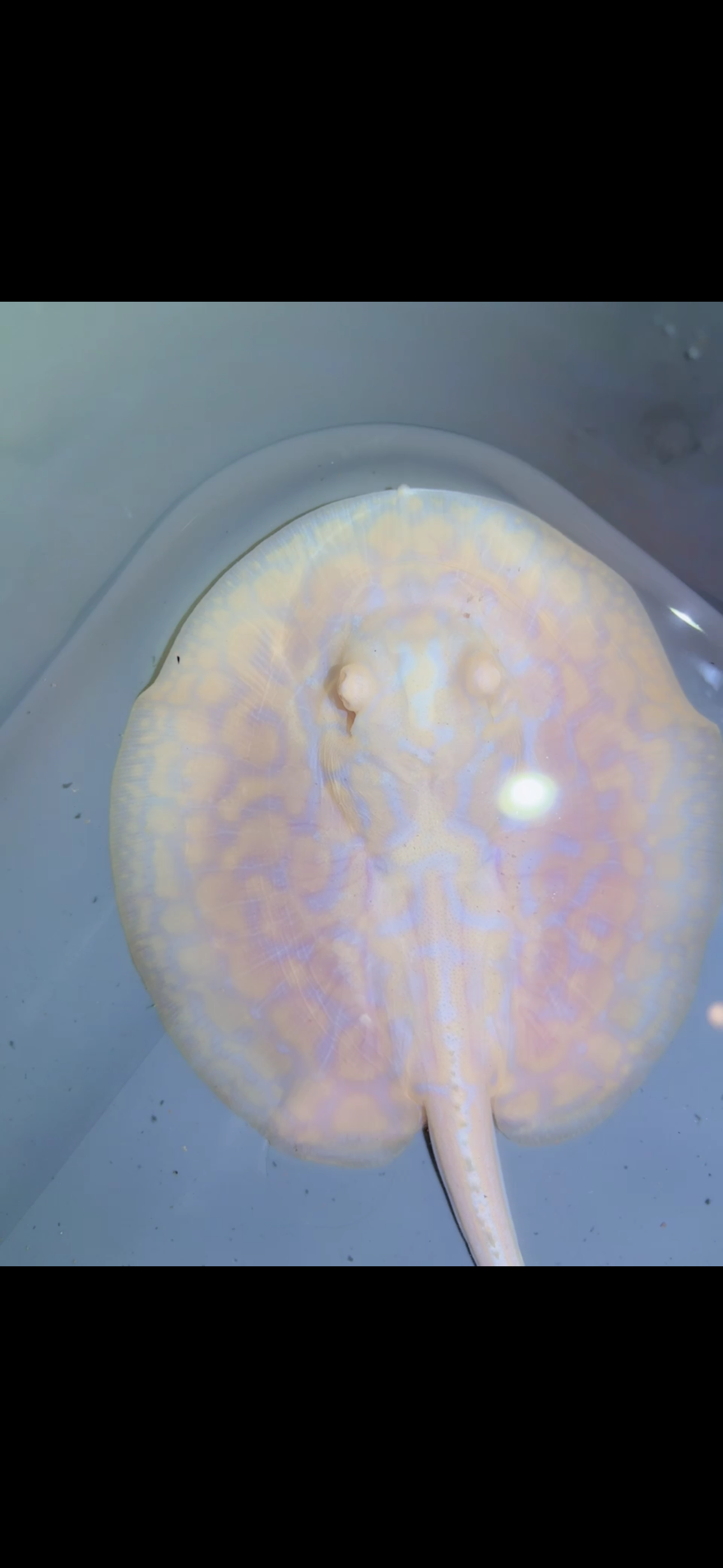 Freshwater Stingray GoldenBase Hybrid Albino Male 4