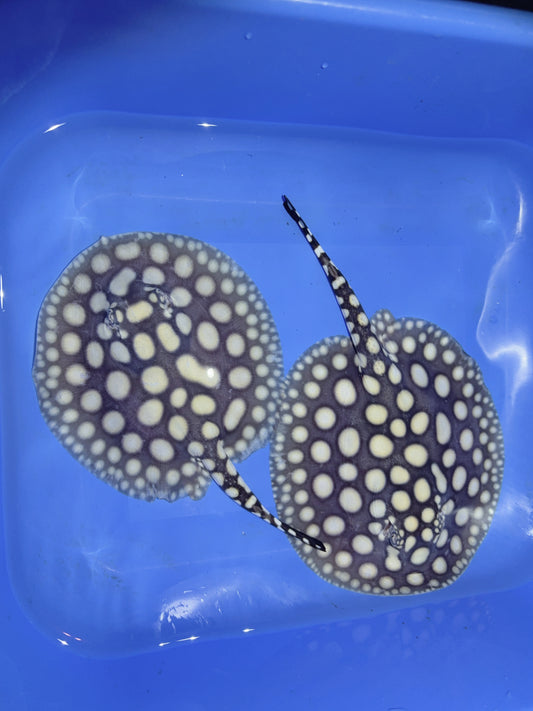 Freshwater Stingray Black Diamond Pair