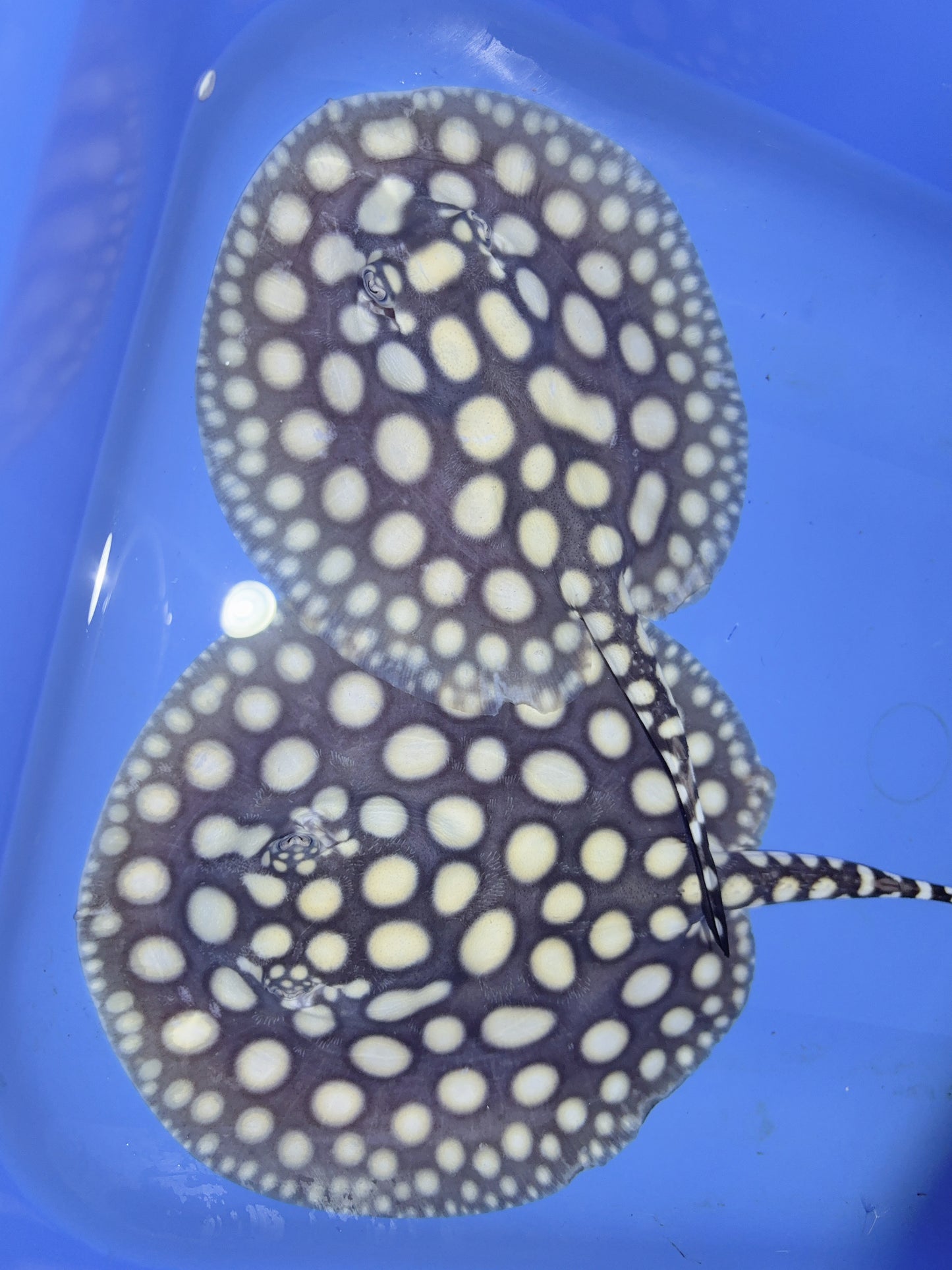 Freshwater Stingray Black Diamond Pair