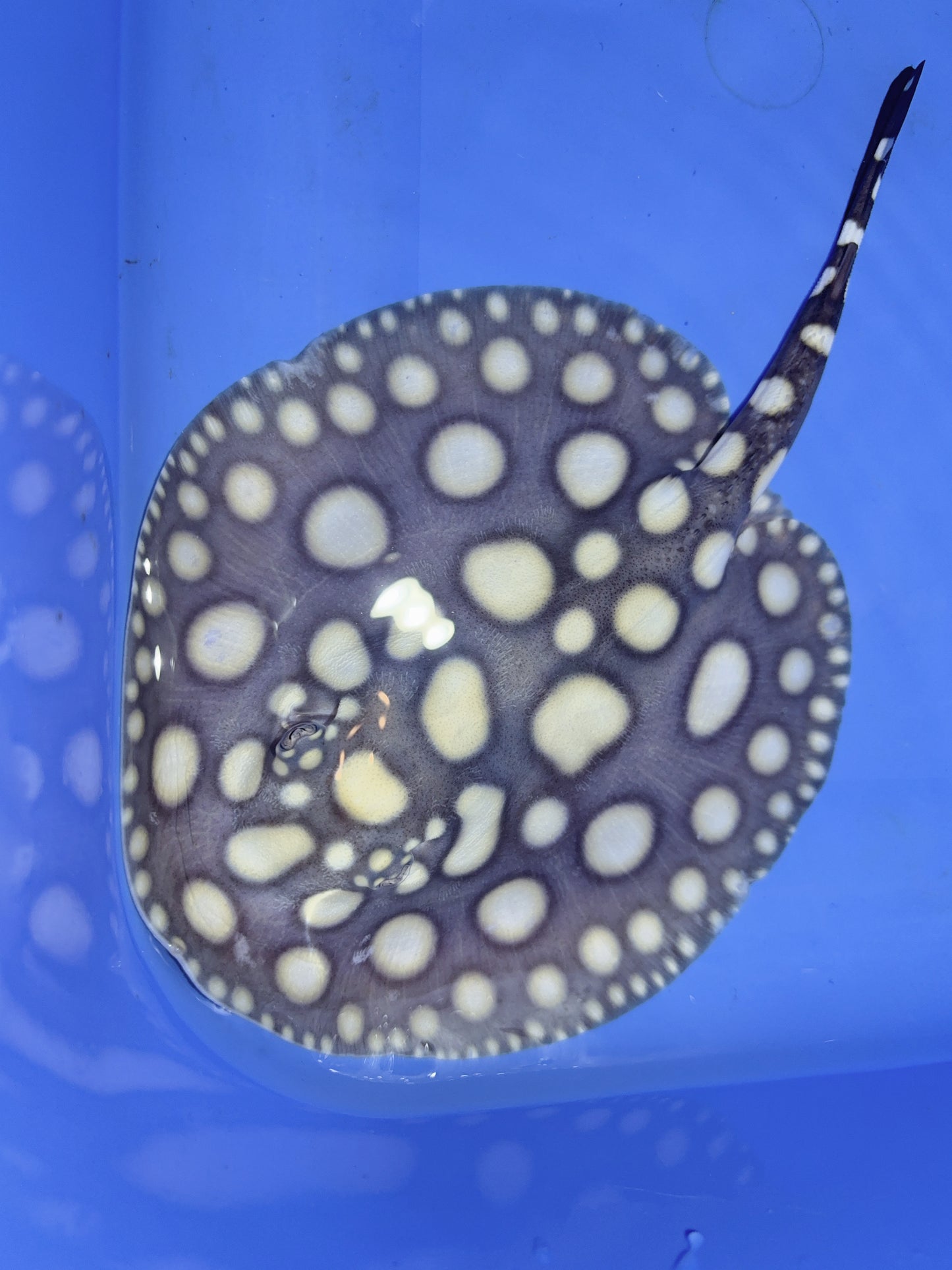 Freshwater Stingray SWC Black Diamond Male