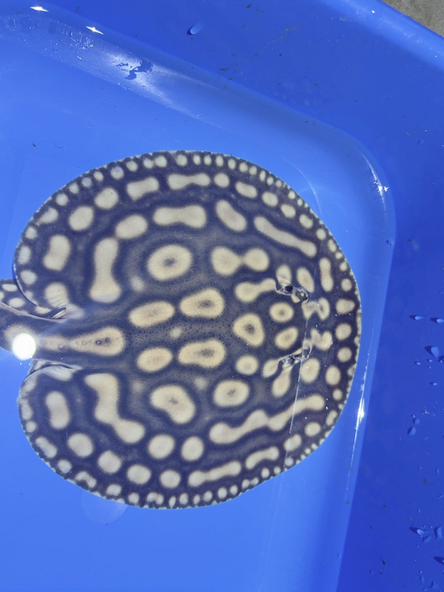 Key Diamond Male