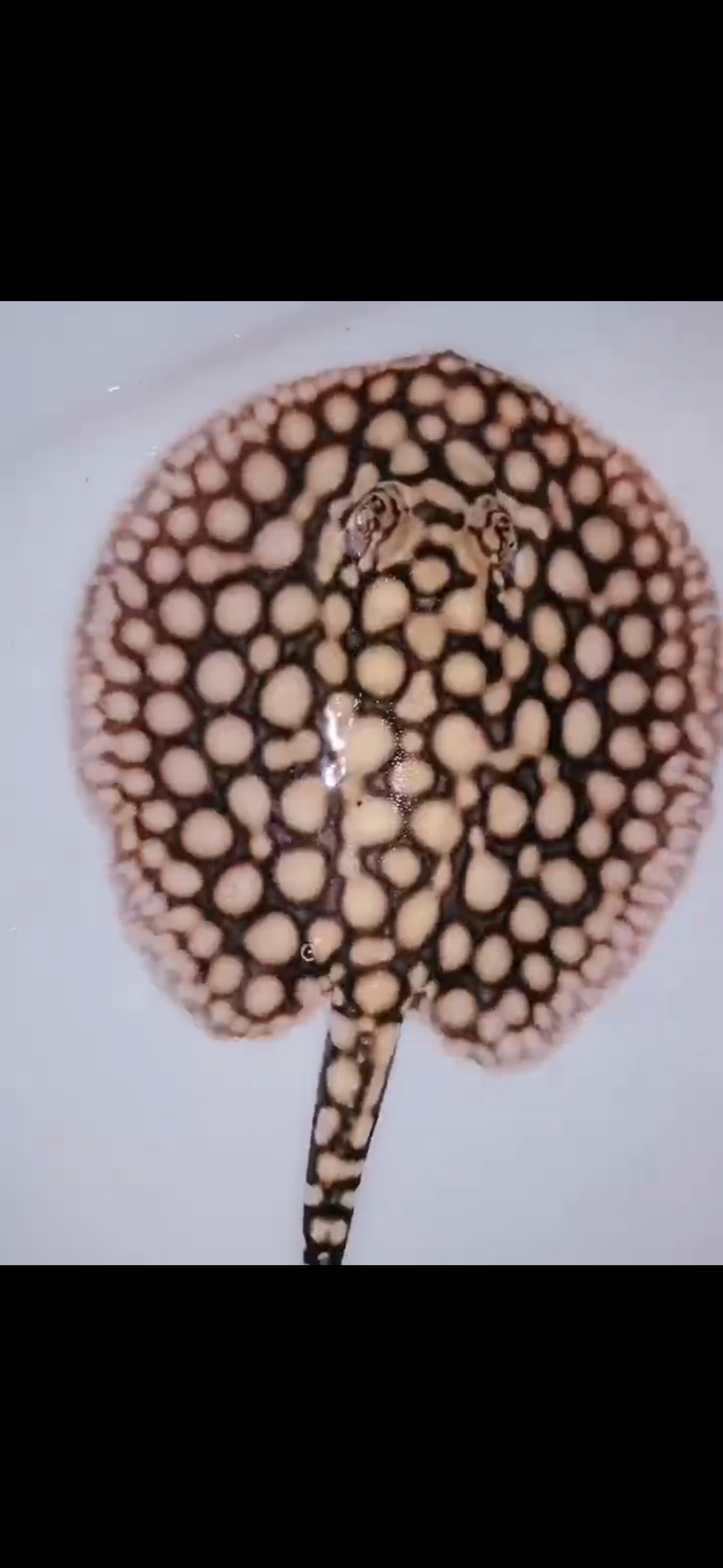 Freshwater Stingray Black Diamond Hybrid Het Male 7inch