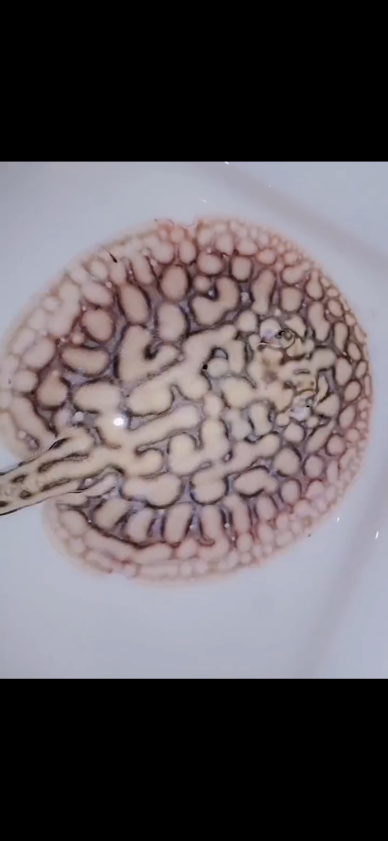 Freshwater stingray leucistic key male 7inch (amazing patterns)