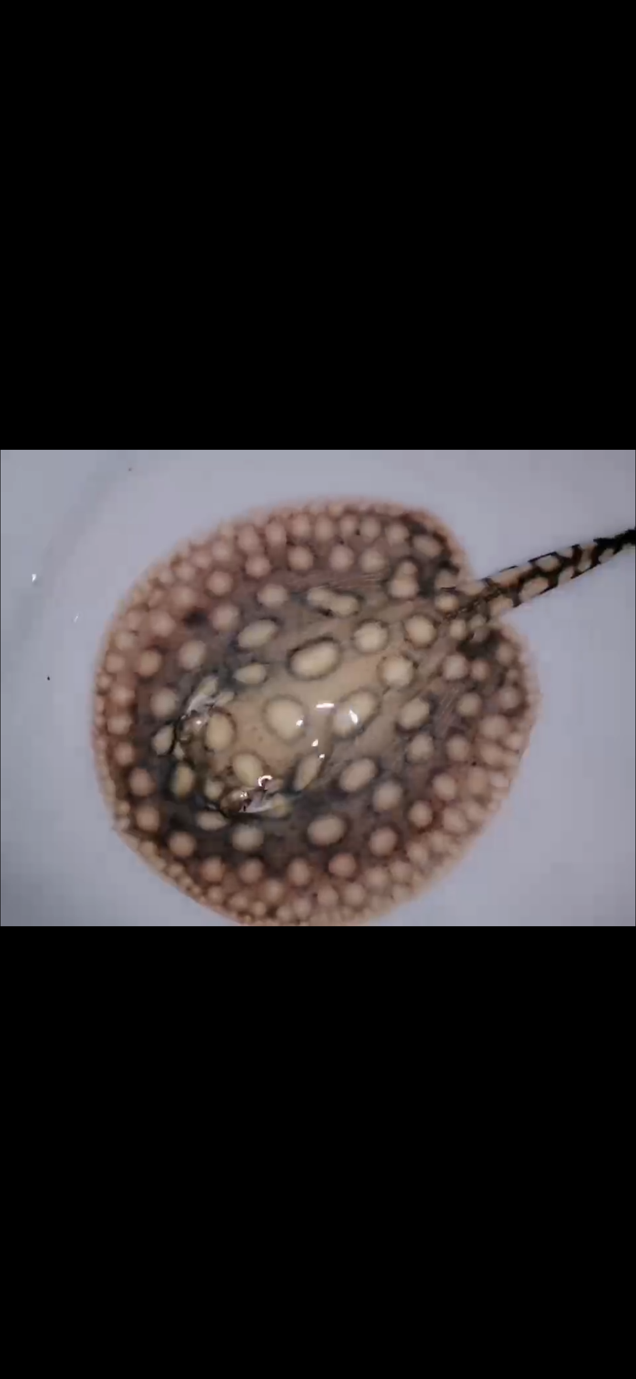 Freshwater Stingray Black Diamond Hybrid Het female 6inch