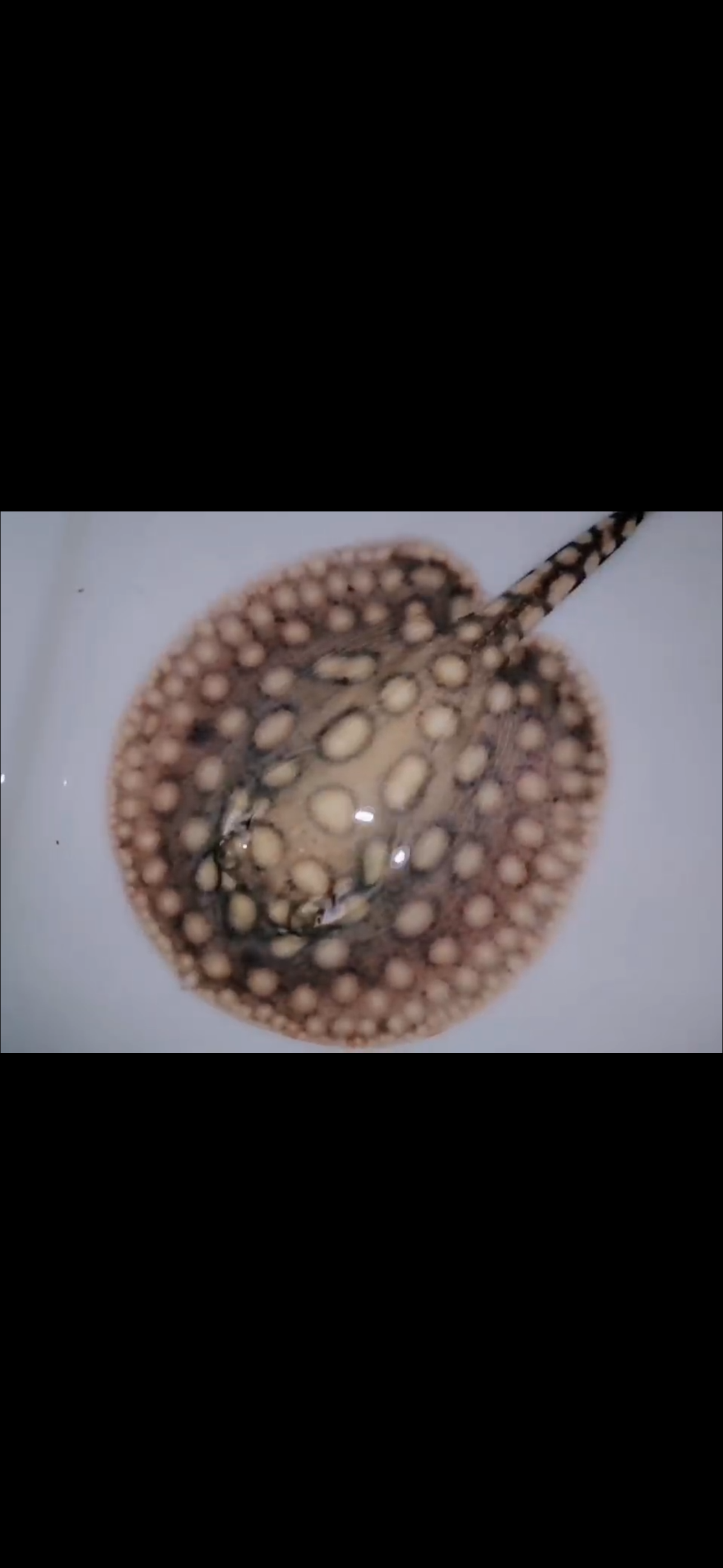 Freshwater Stingray Black Diamond Hybrid Het female 6inch