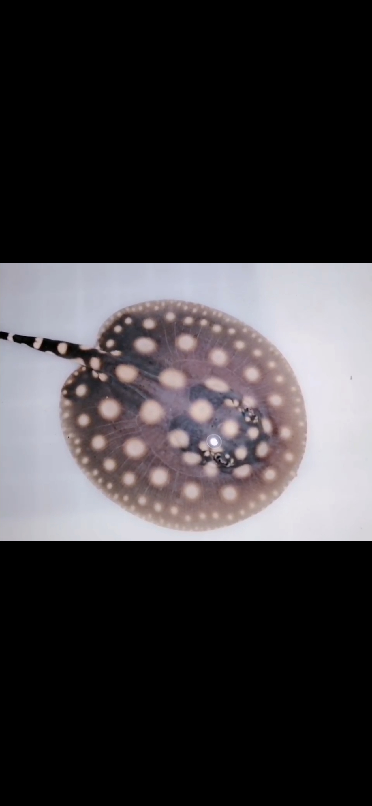 Freshwater stingray black diamond male 5inch