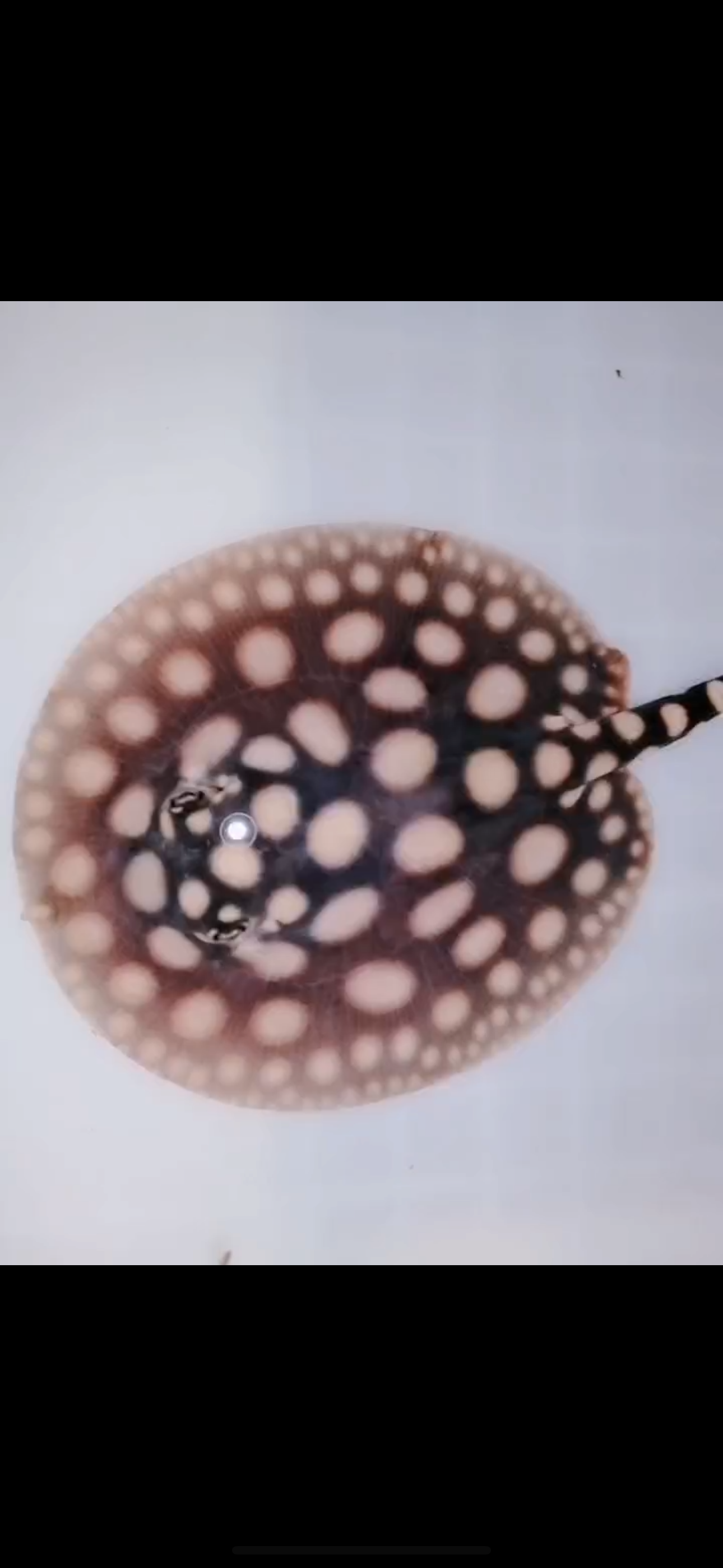 Freshwater stingray black diamond male 5inch