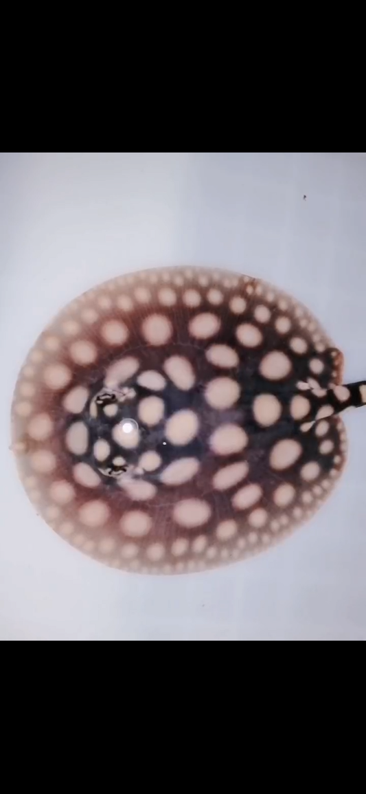 Freshwater stingray black diamond male 5inch