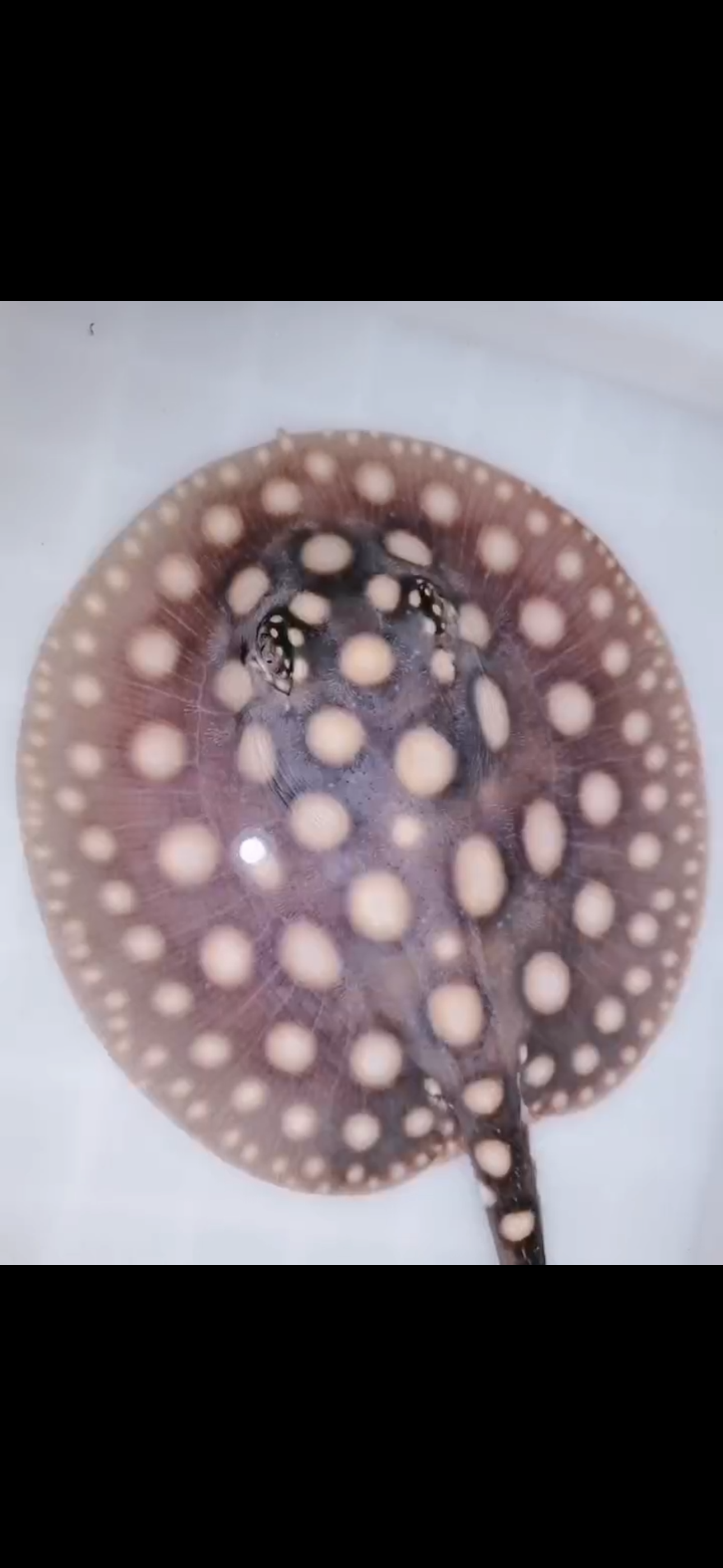 Freshwater stingray black diamond female 5inch