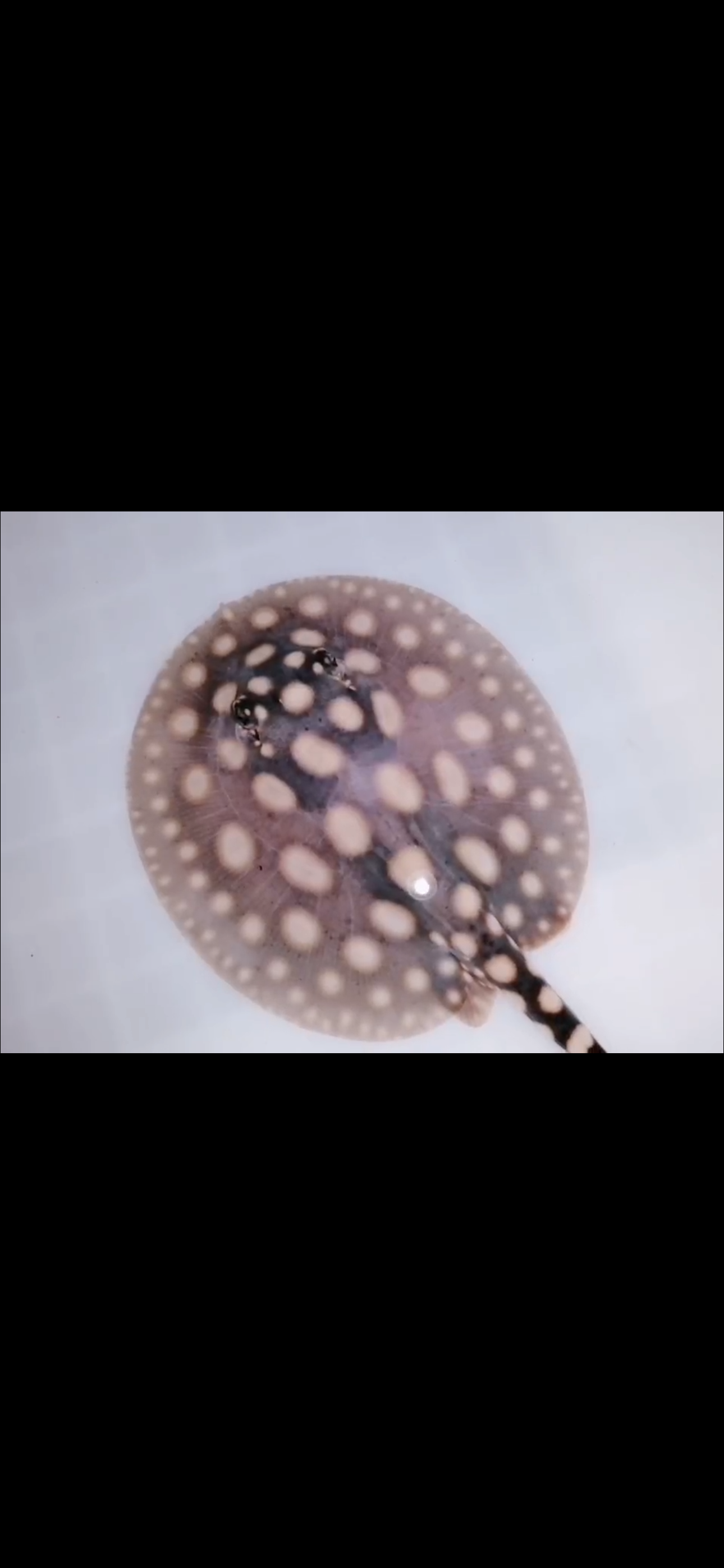 Freshwater stingray black diamond male 5inch