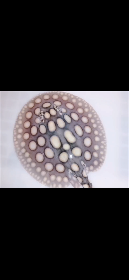 Freshwater stingray black diamond male 6inch