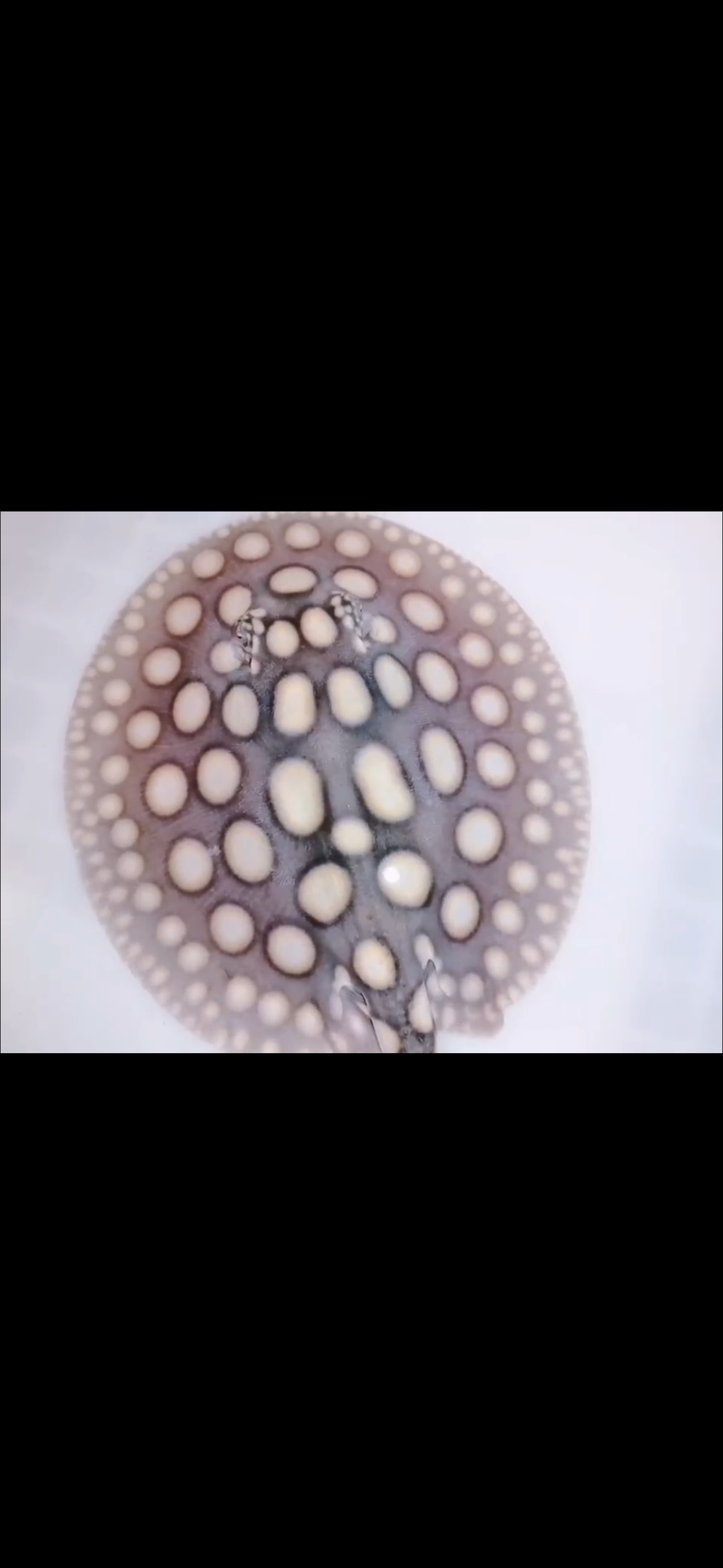 Freshwater stingray black diamond male 6inch