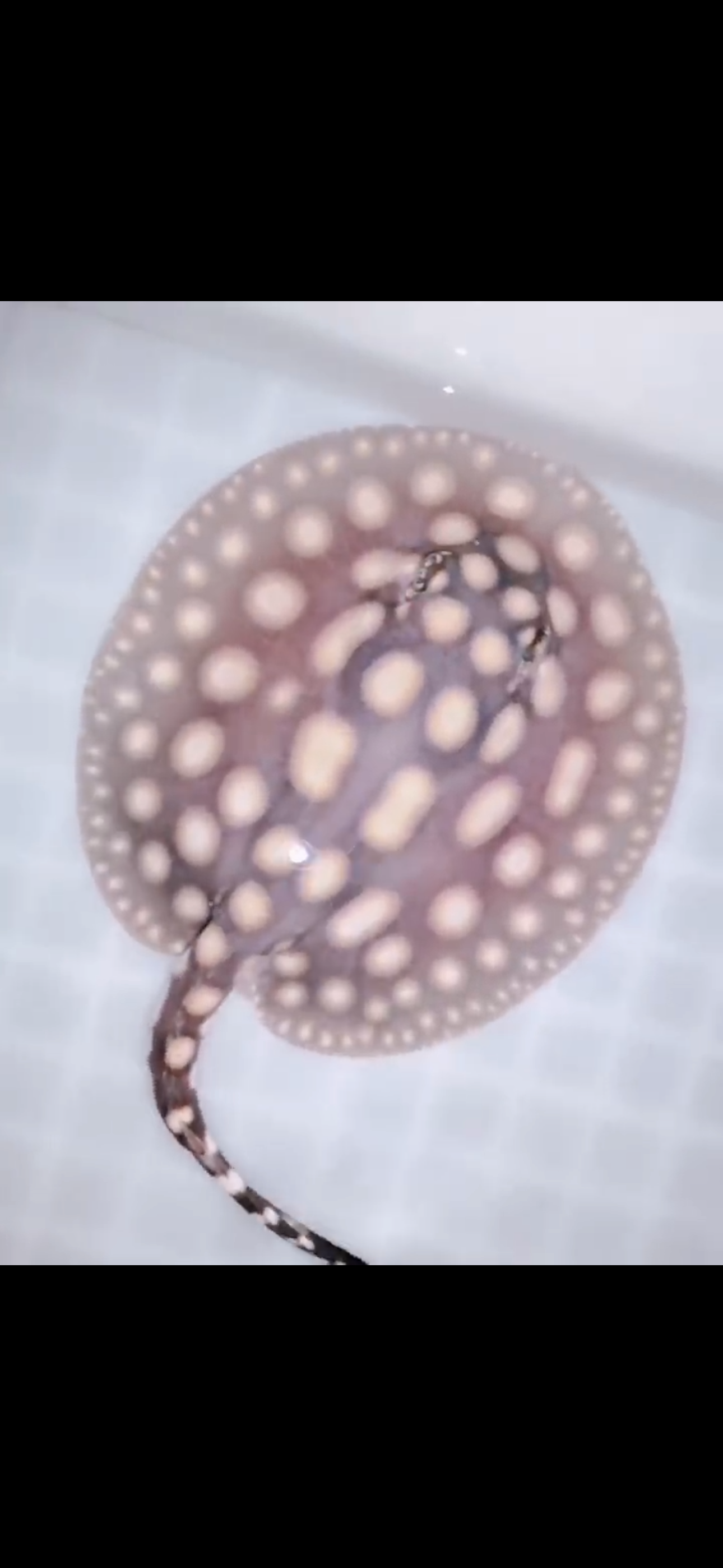 Freshwater stingray black diamond male 5inch