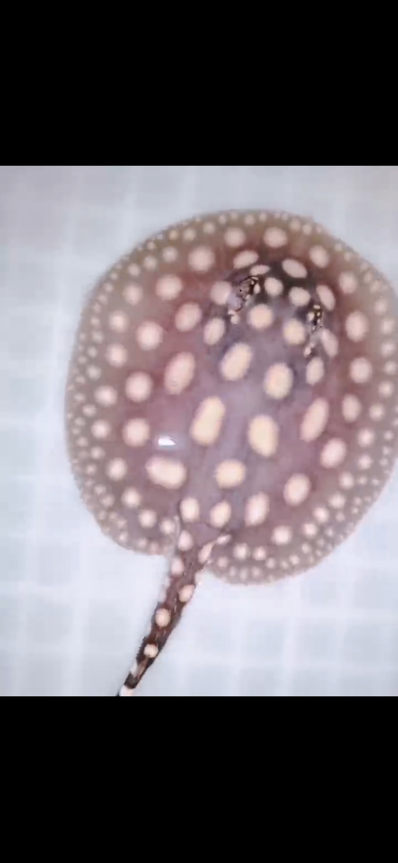 Freshwater stingray black diamond female 5inch