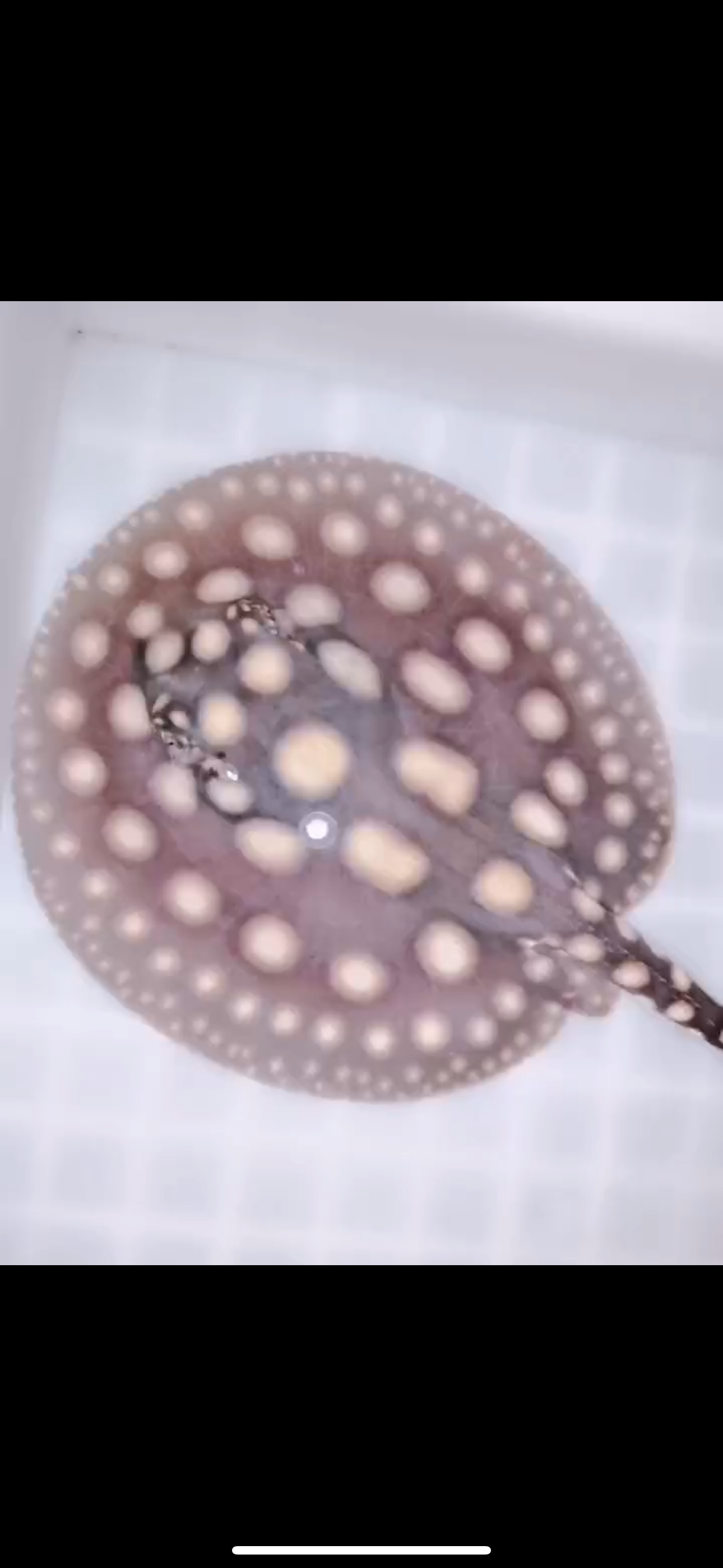 Freshwater stingray black diamond male 5inch