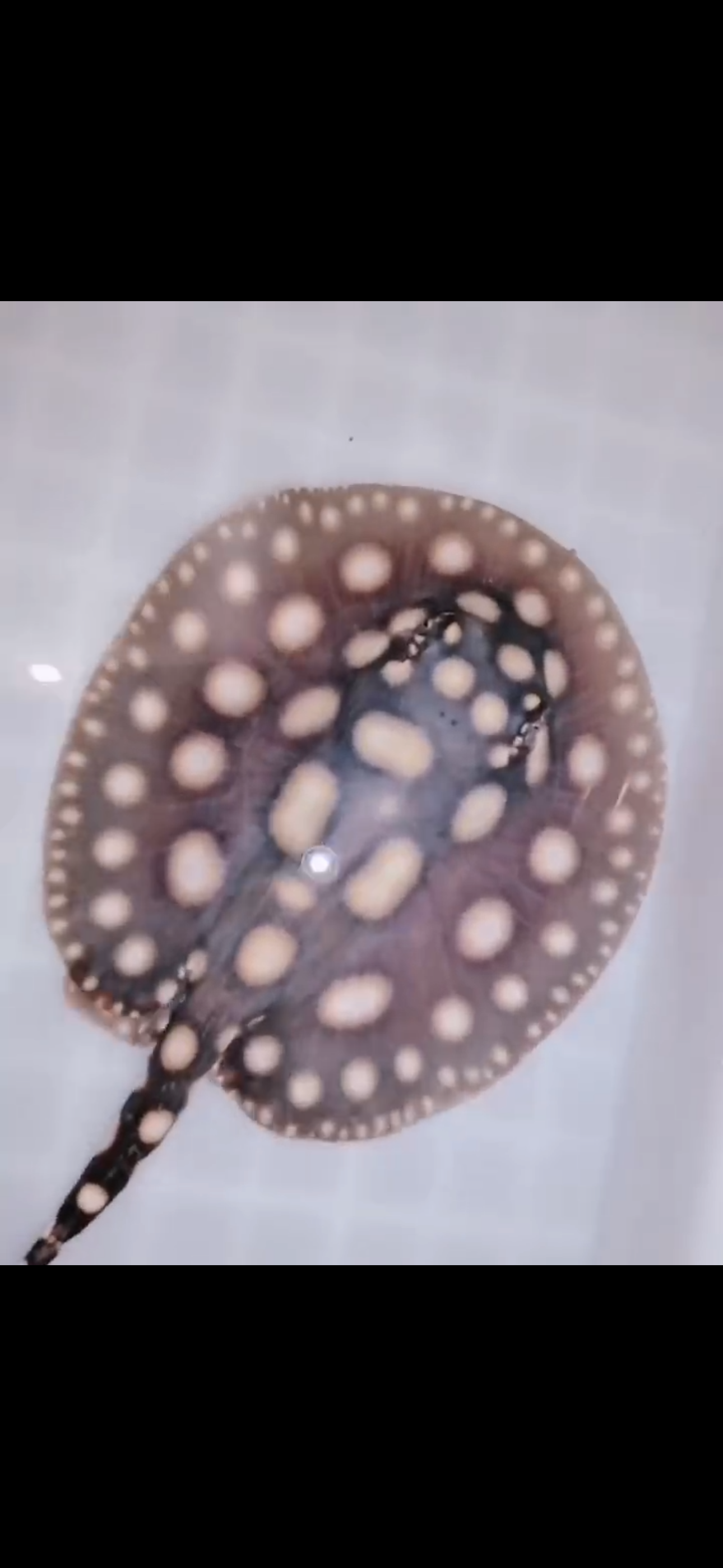 Freshwater stingray black diamond female 5inch