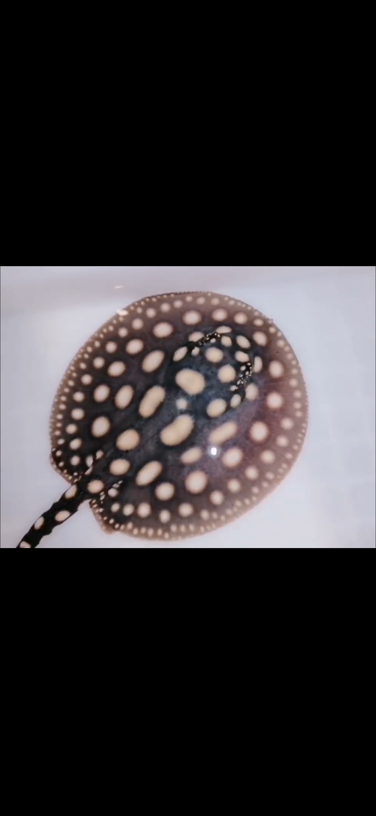 Freshwater stingray black diamond female 5inch