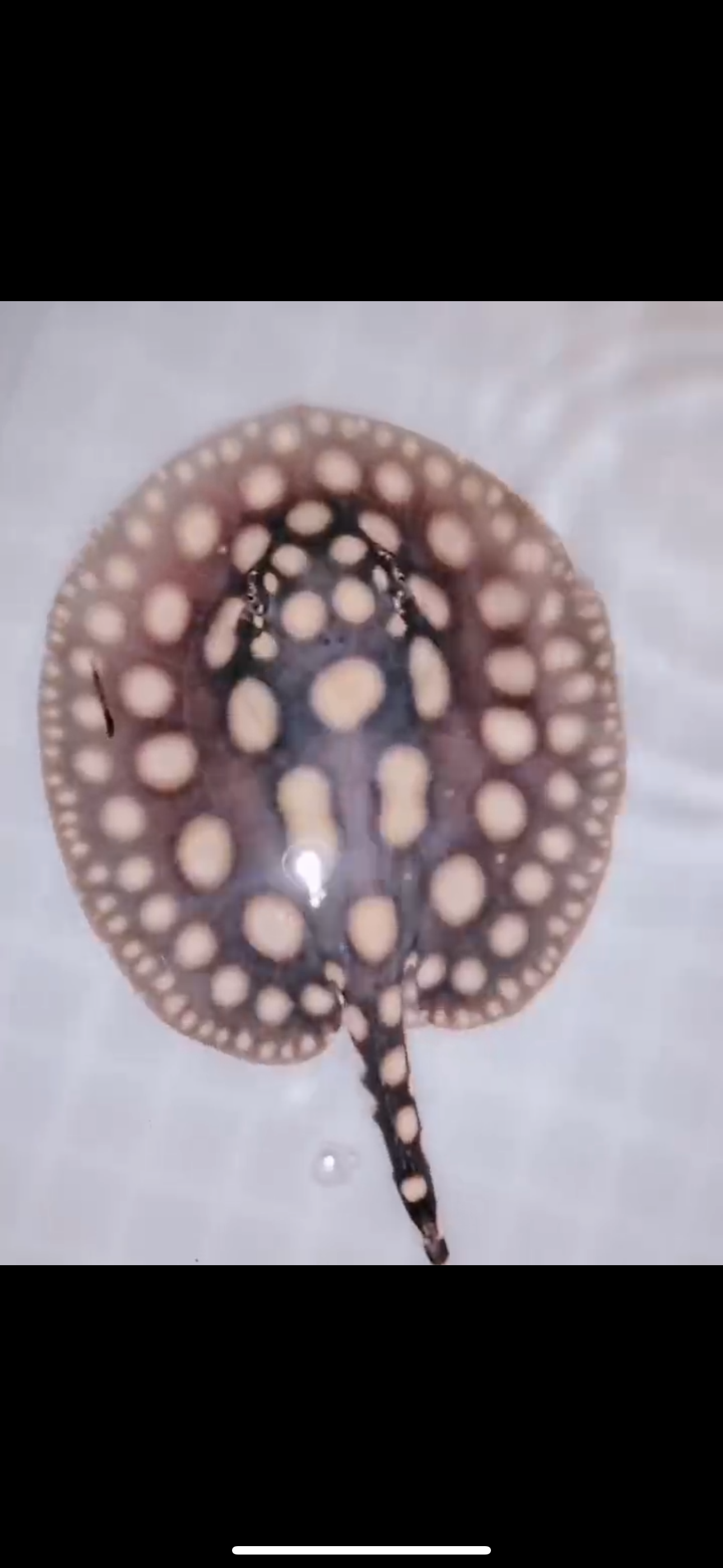 Freshwater stingray black diamond male 5inch