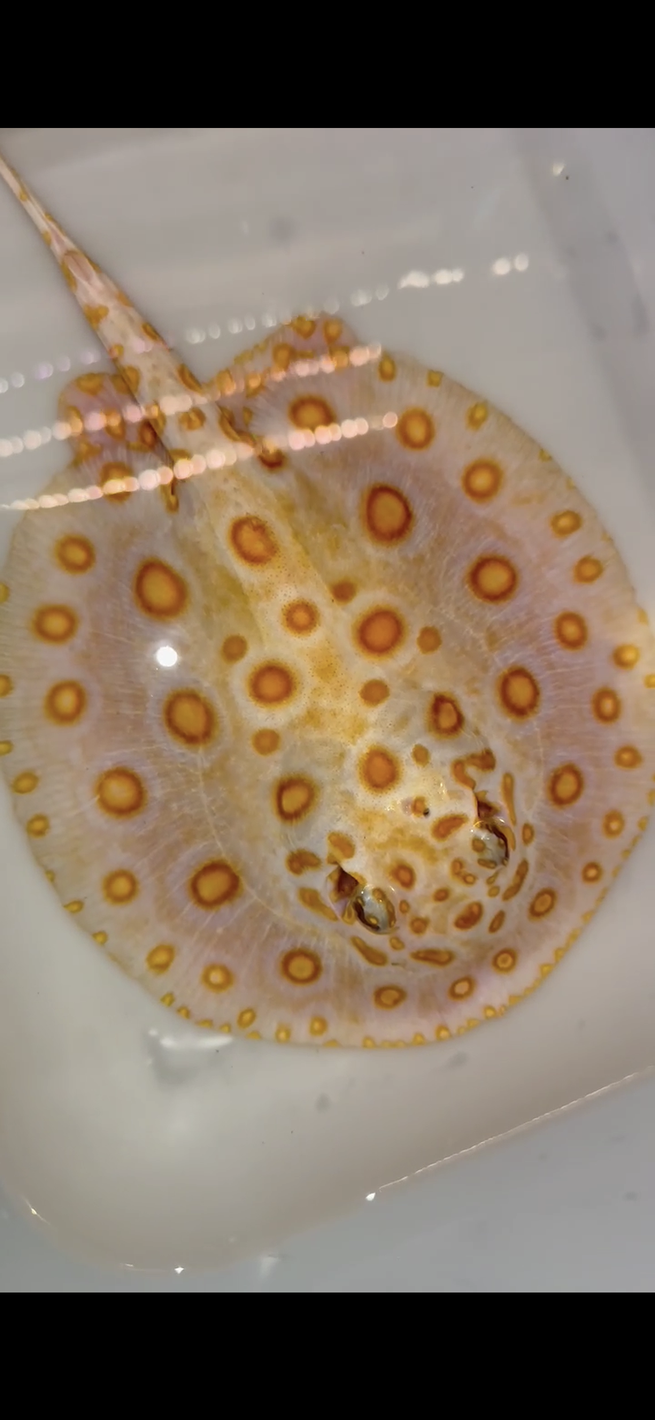 Freshwater stingray black diamond hybrid albino female 7inch