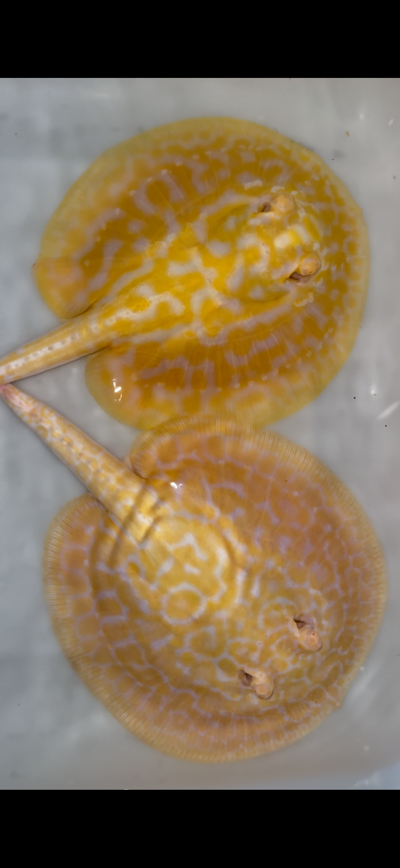 goldenbase hybrid albino pair 6inch