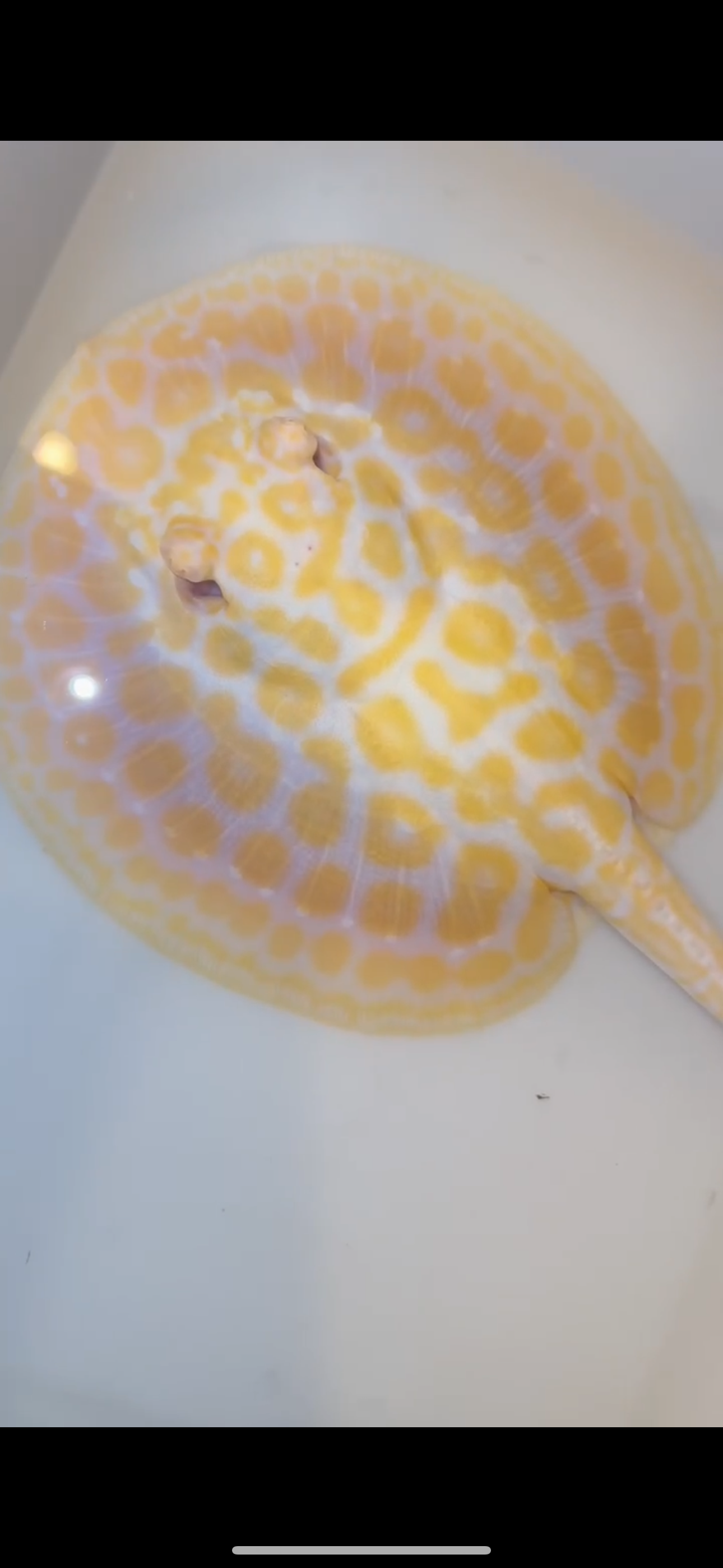 goldenbase black diamond hybrid albino female 6inch