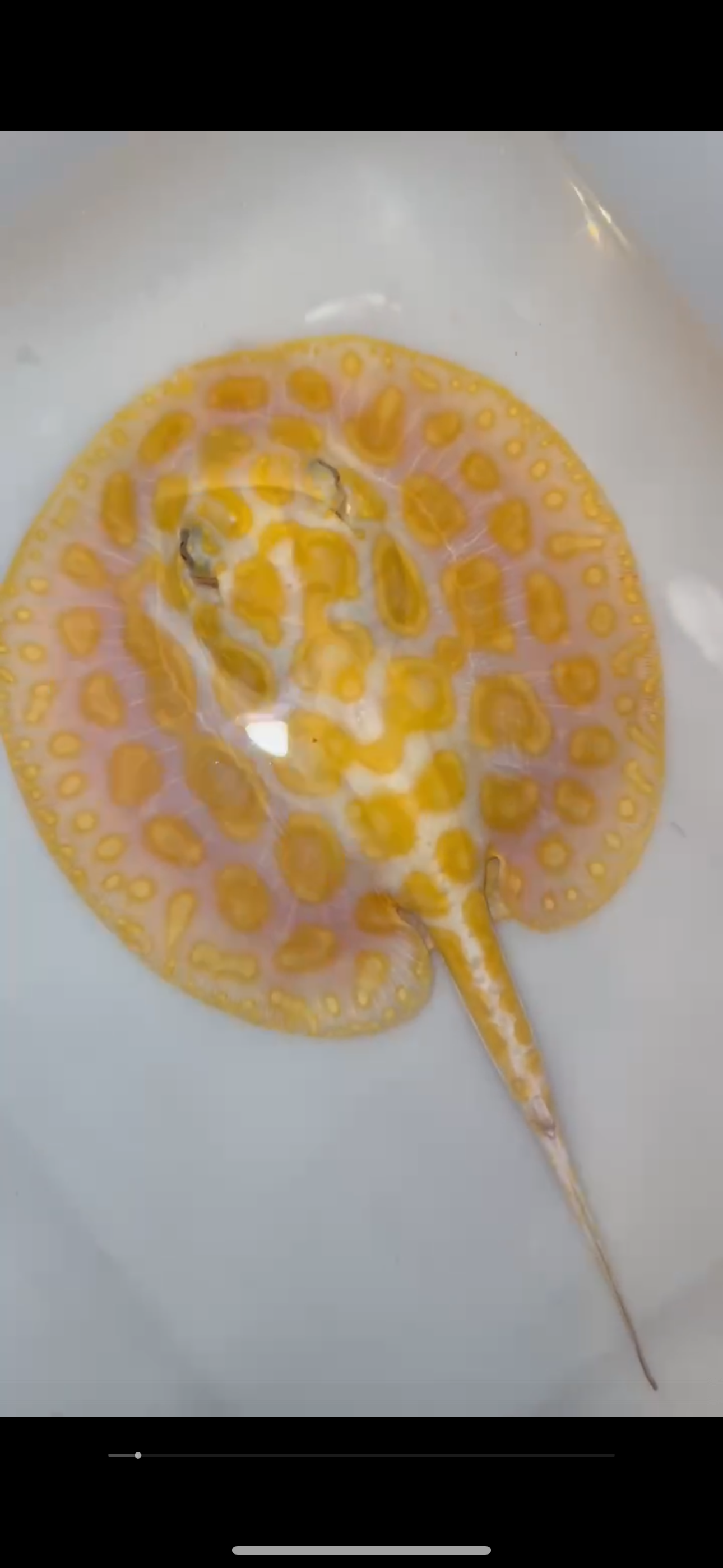 Goldenbase King henlei albino Hybrid male