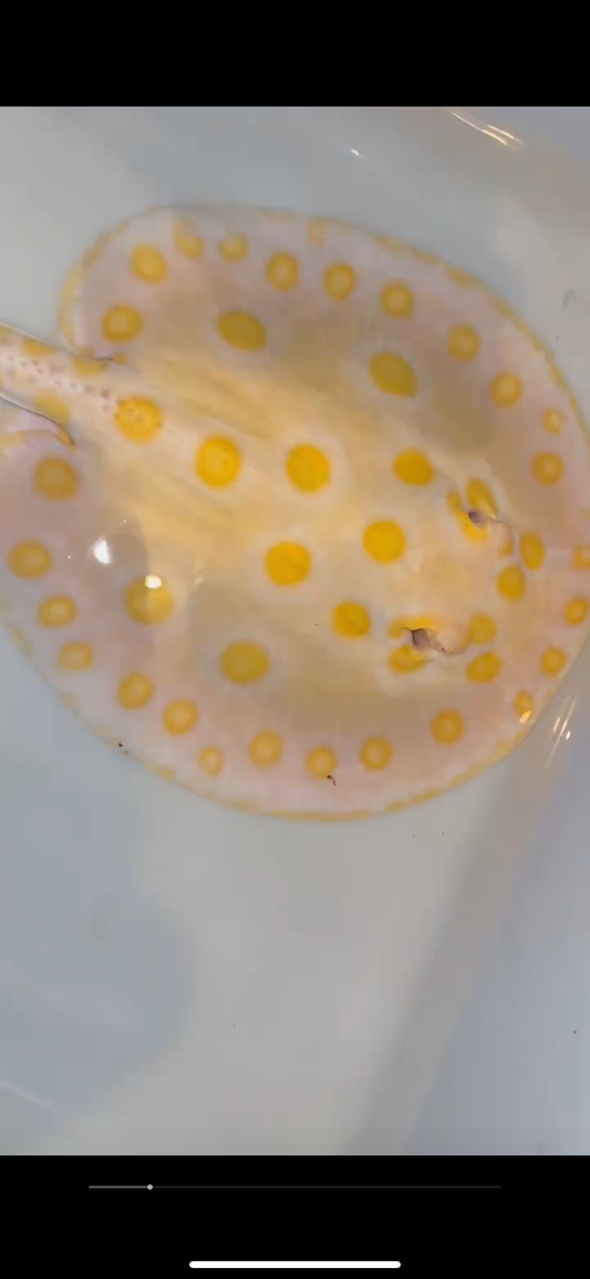 Motoro albino female 10inch