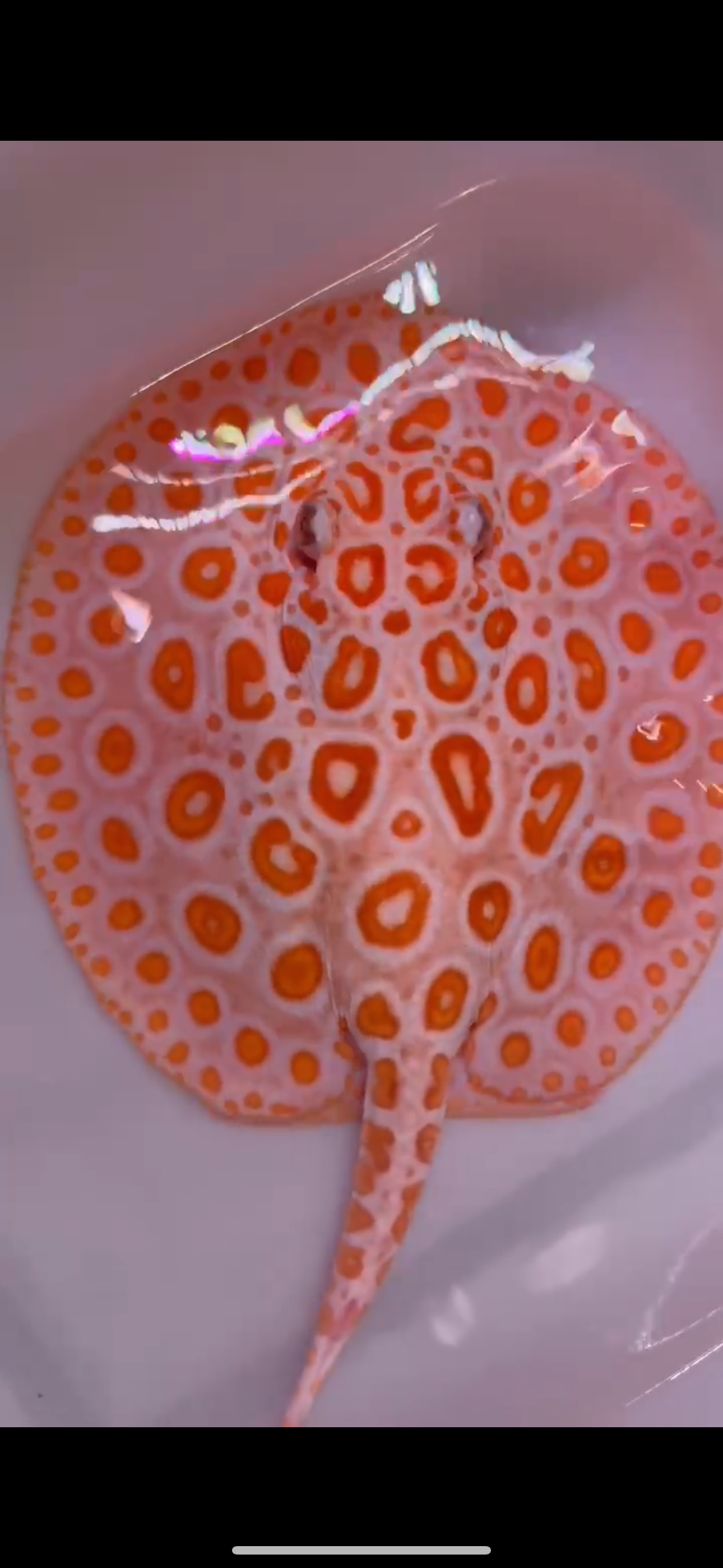 Freshwater stingray redbase black diamond hybrid female 8inch