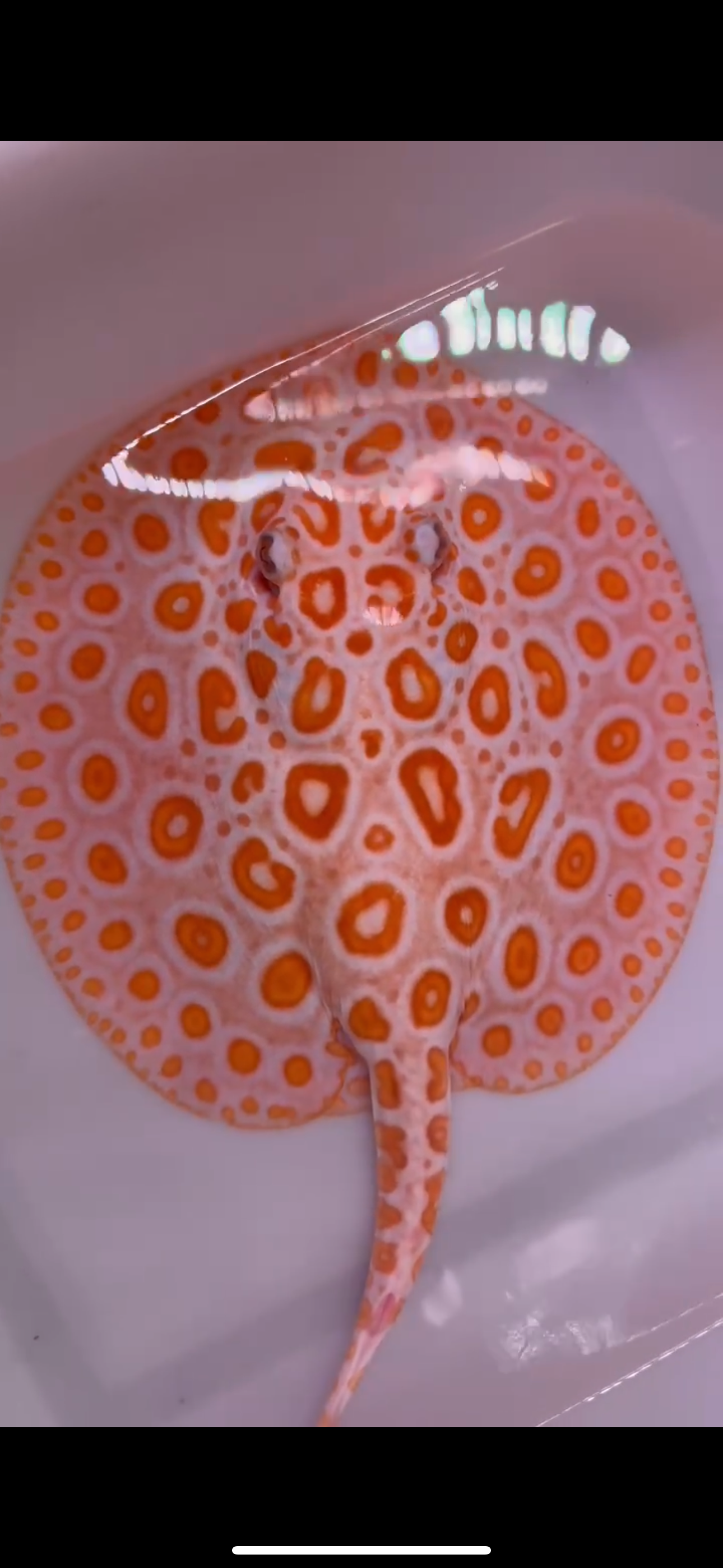 Freshwater stingray redbase black diamond hybrid female 8inch