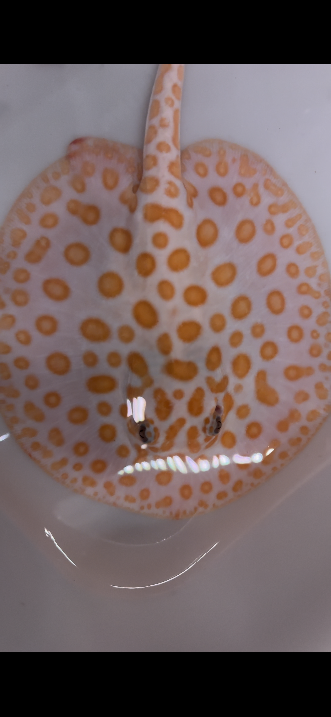 Freshwater stingray redbase black diamond hybrid male 7inch