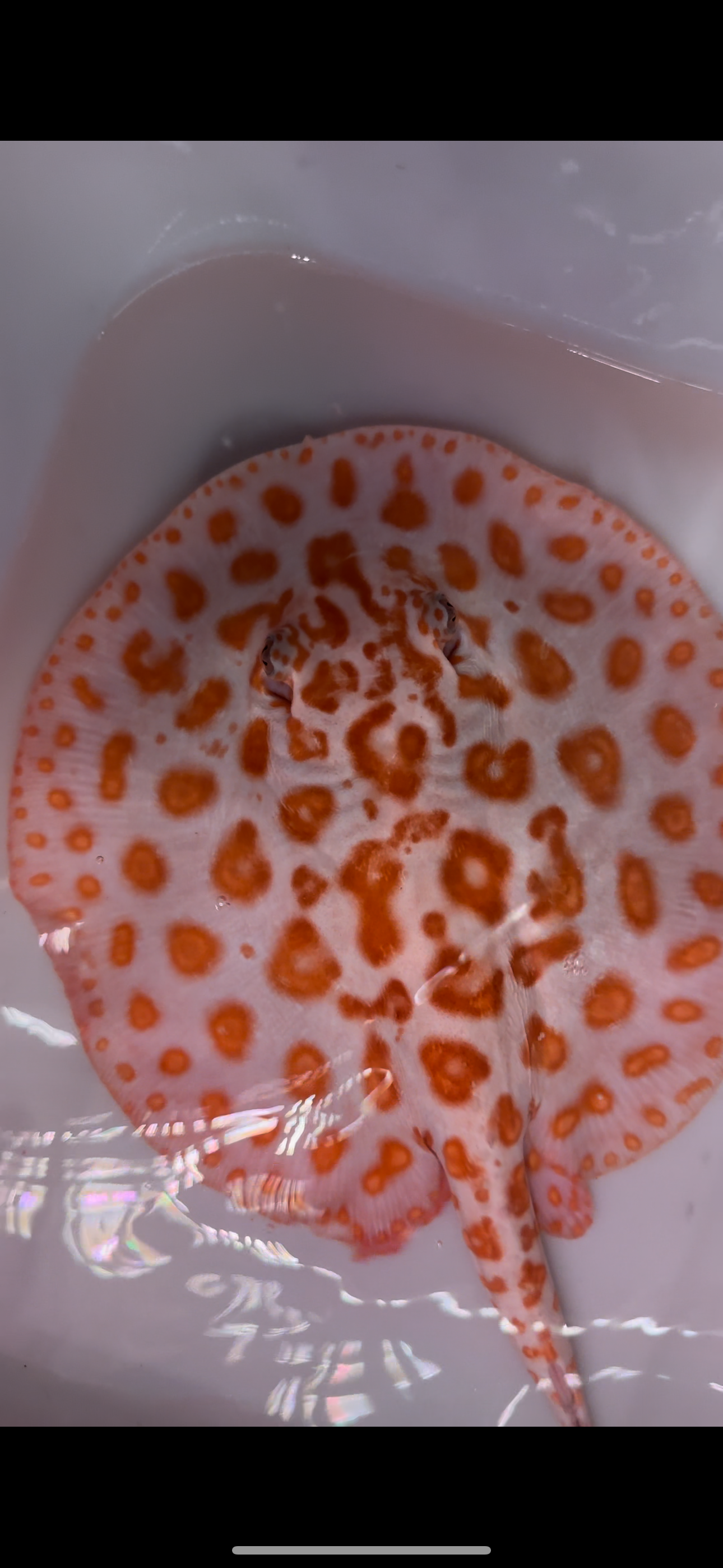 Freshwater stingray redbase black diamond hybrid female 8inch