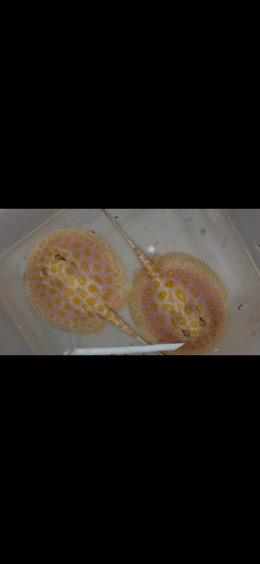 Freshwater stingray redbase black diamond hybrid pair 6inch