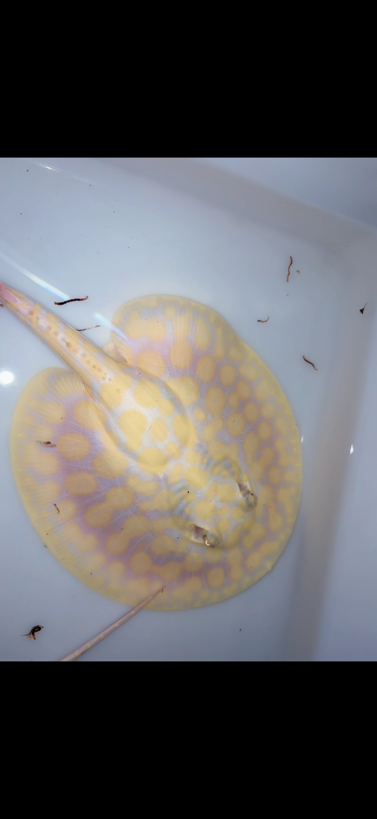 Freshwater stingray black diamond hybrid trio 2 female 1 male 7inch