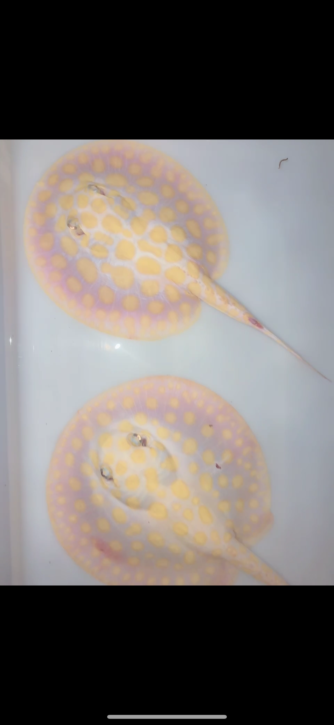 Freshwater stingray black diamond hybrid pair 7-8inch