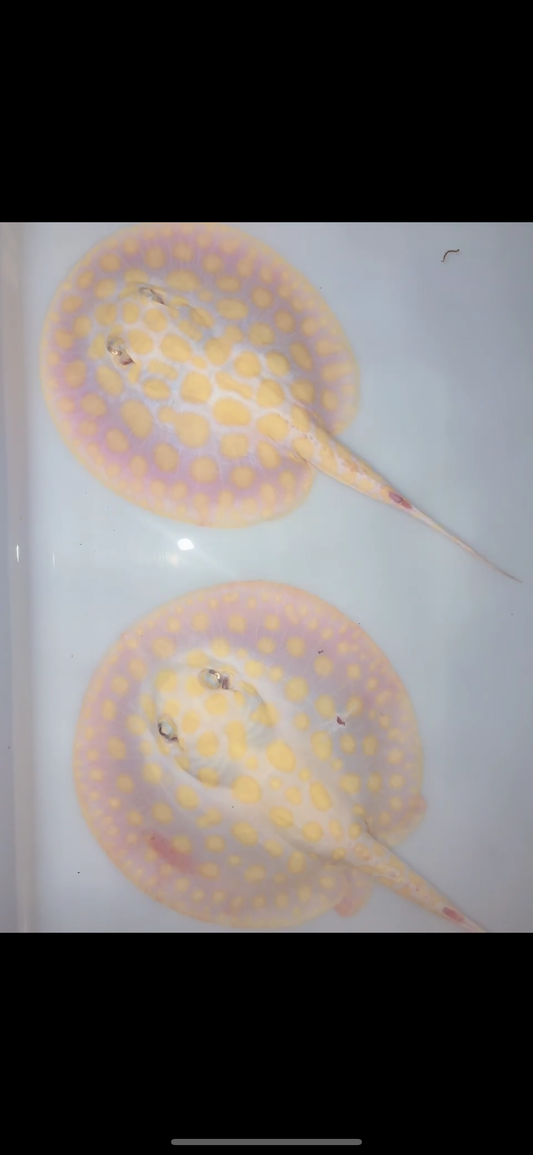 Freshwater stingray black diamond hybrid pair 7-8inch