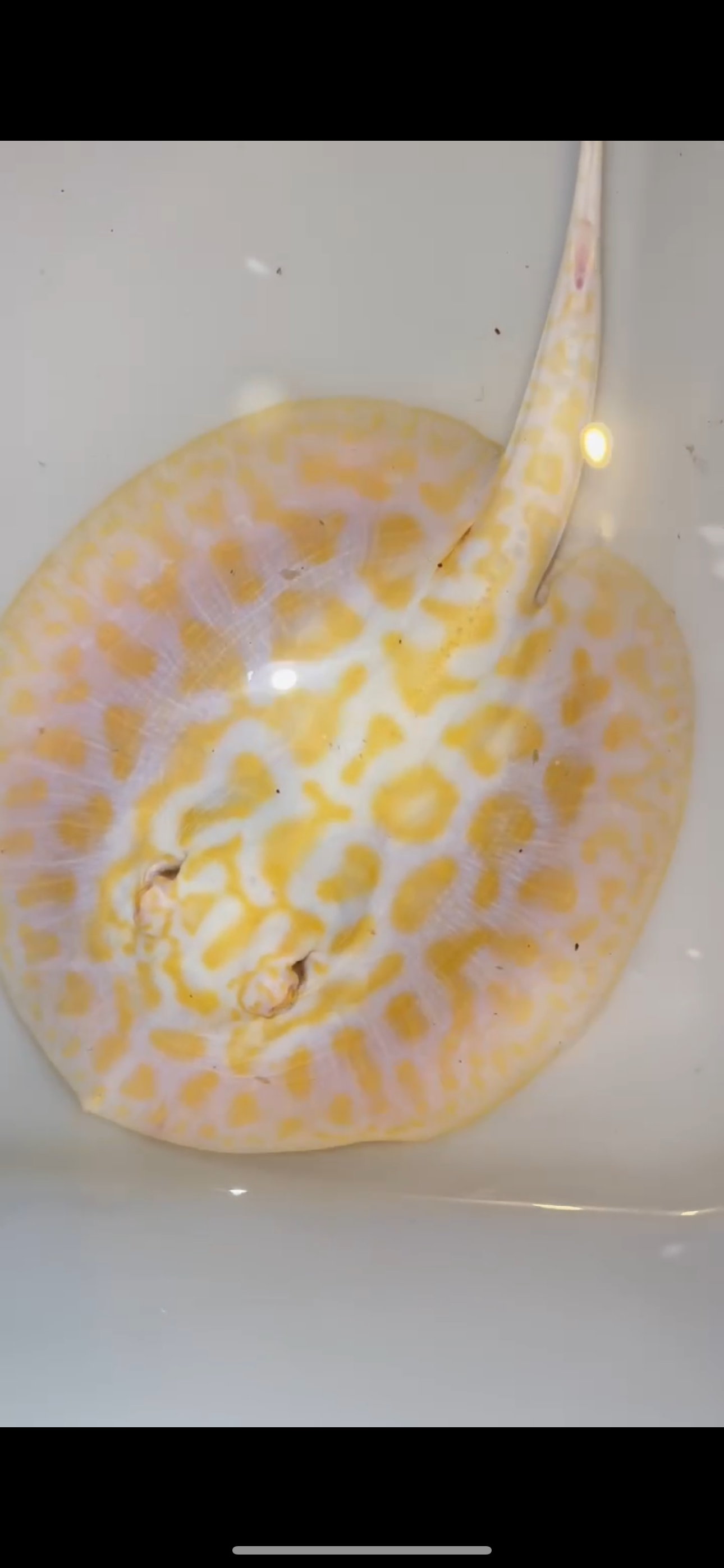 Freshwater stingray black diamond hybrid male 6inch