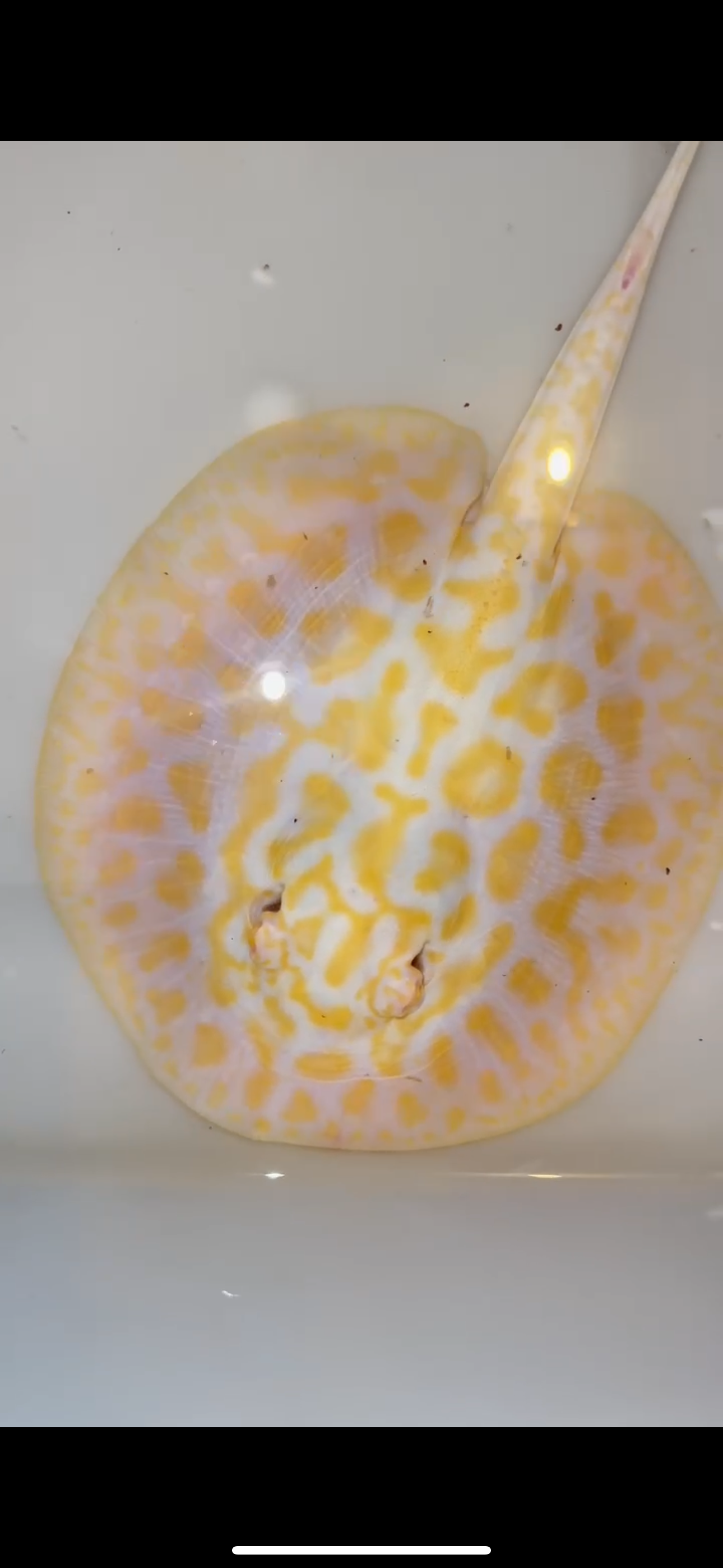 Freshwater stingray black diamond hybrid male 6inch